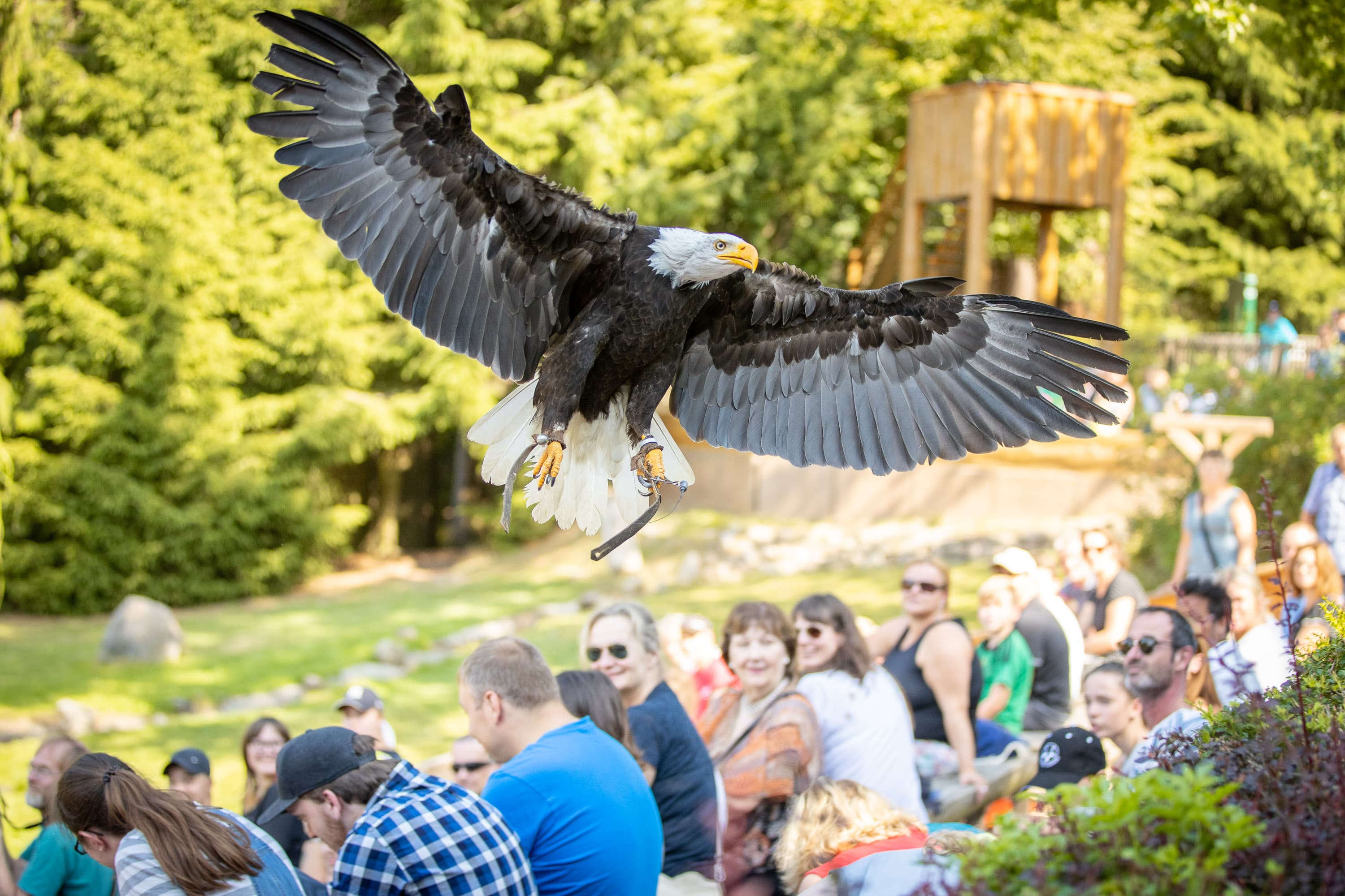 Seeadler im Wildpark Lüneburger Heide