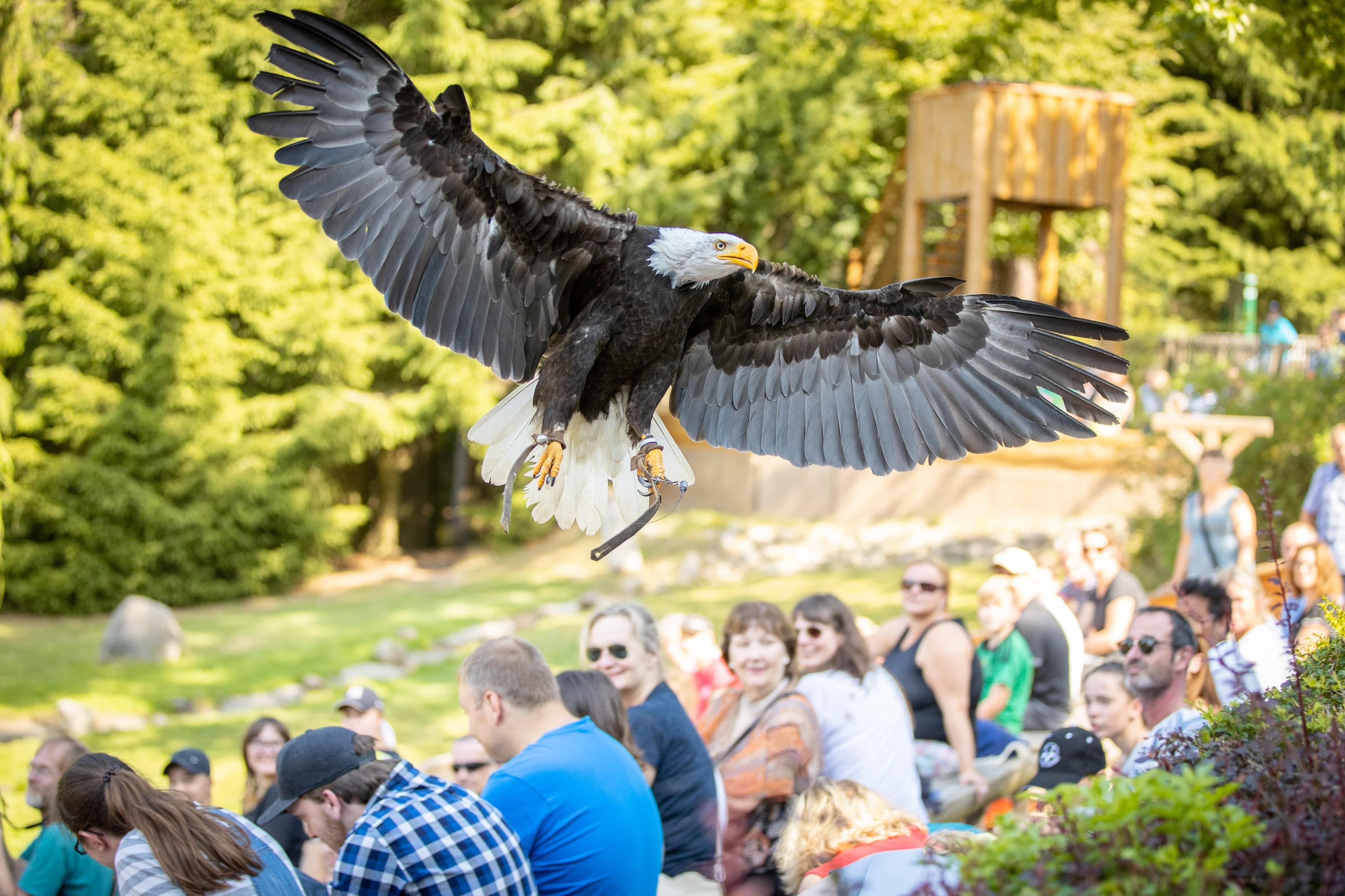 Flugvorführung