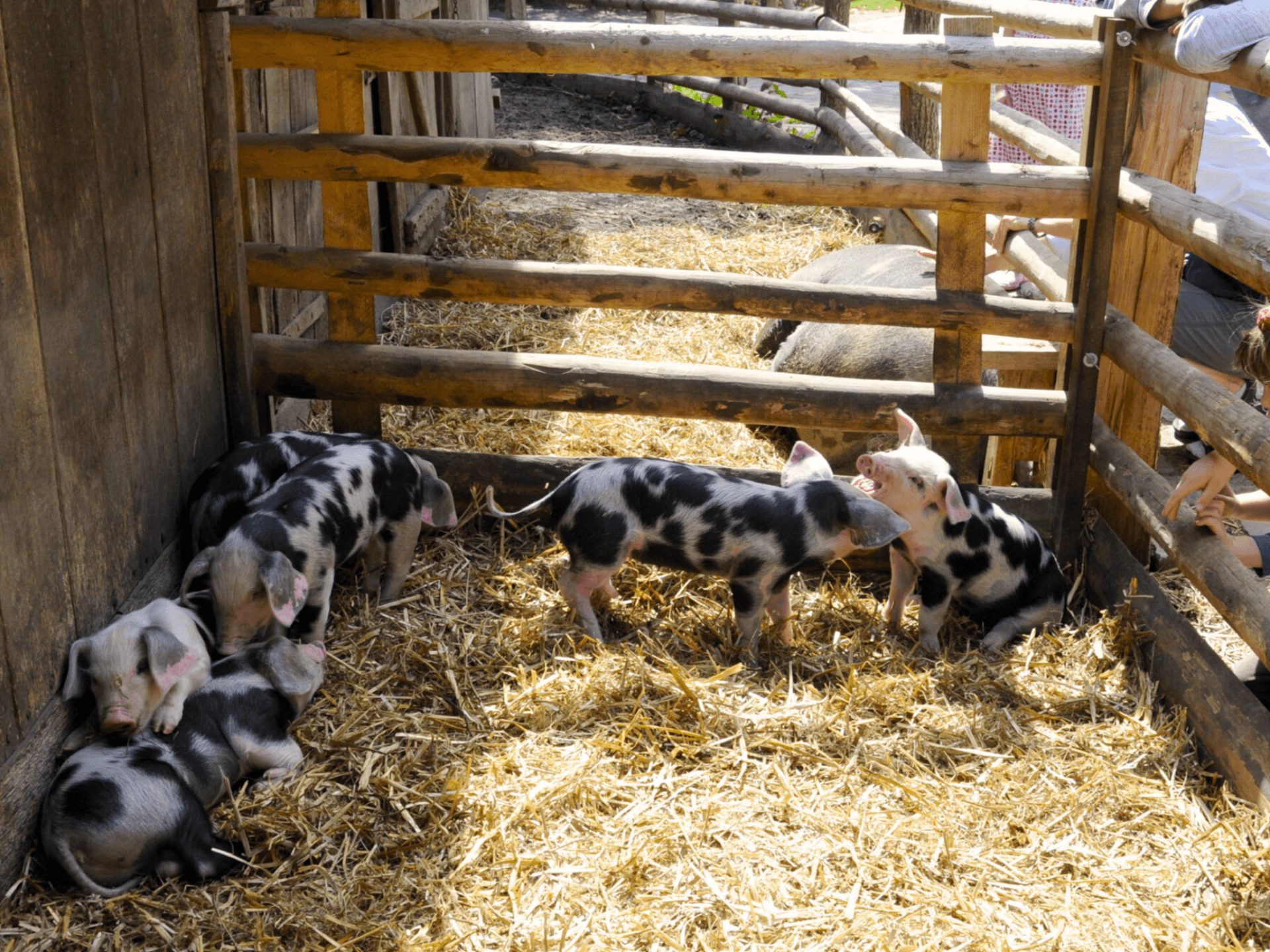 es gibt viele tiere im freilichtmuseum kiekeberg, auch schweine