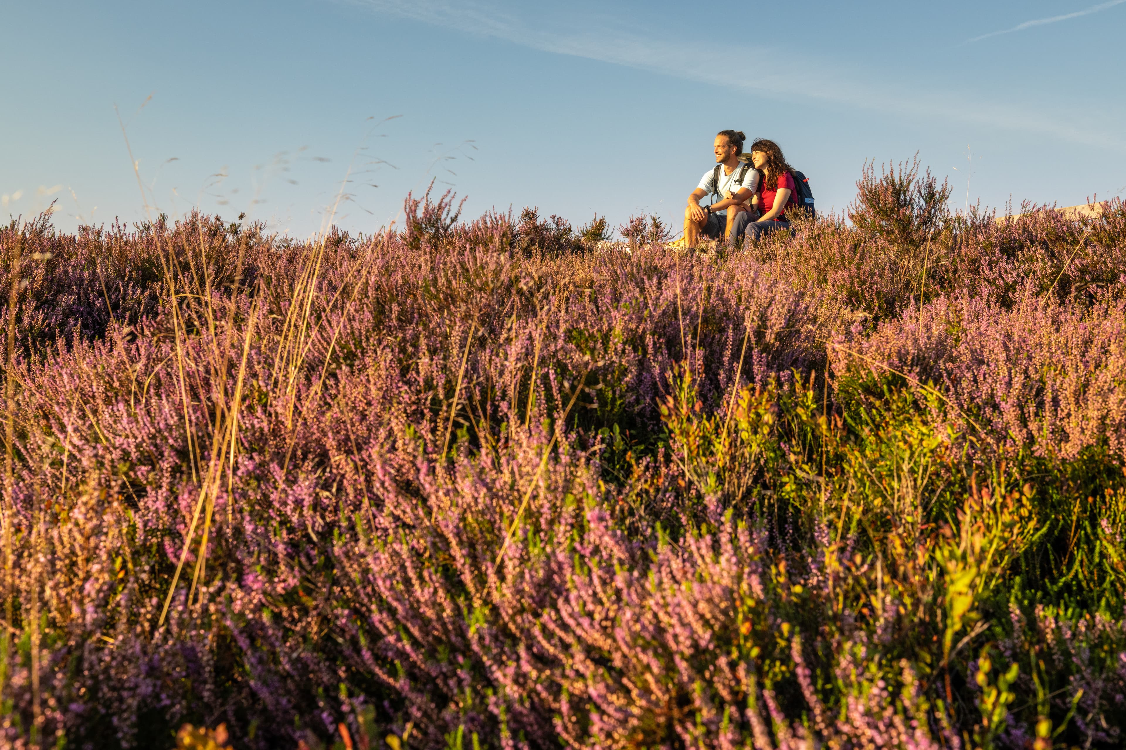 Lüneburger Heide urlaub