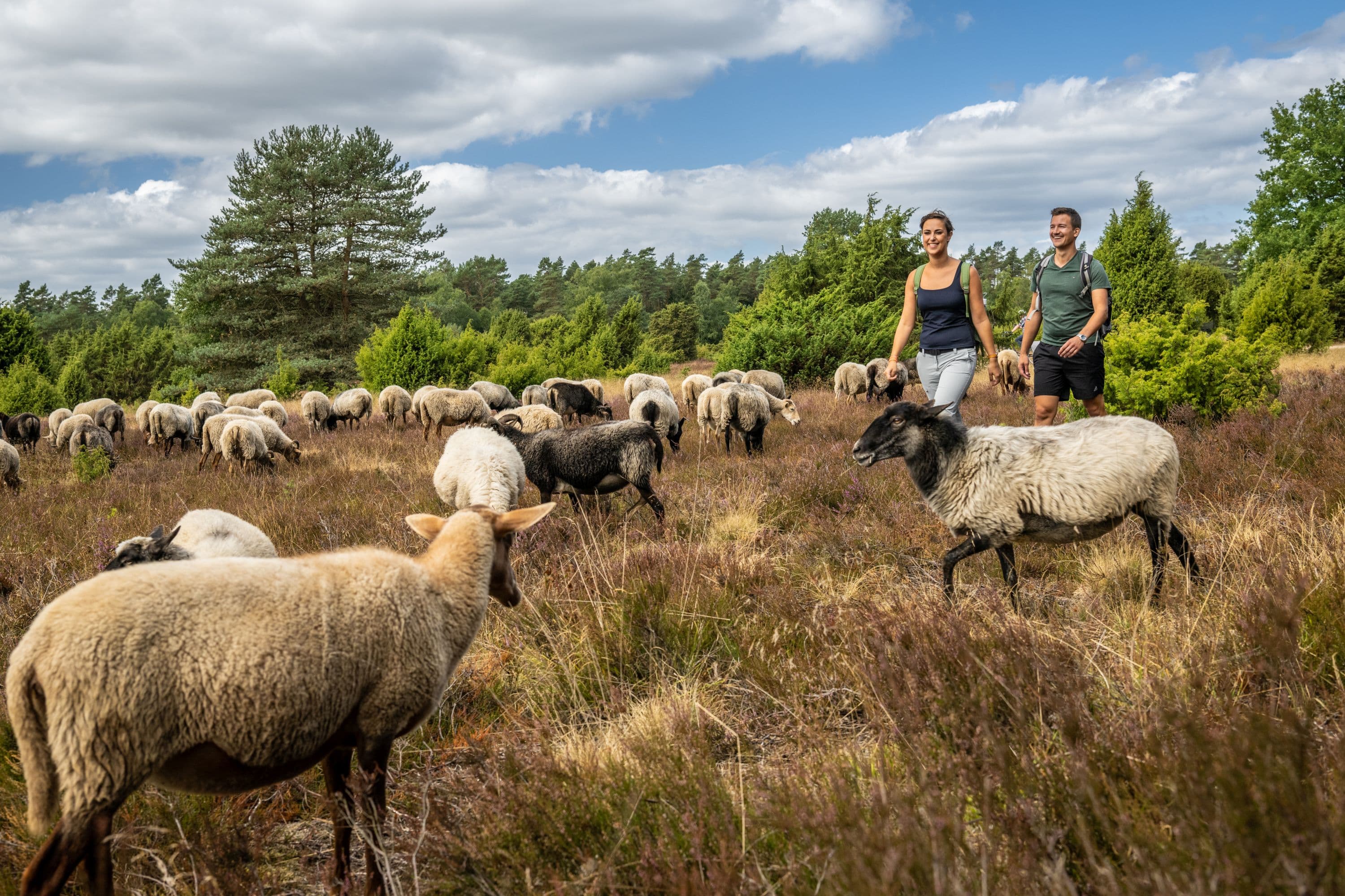 Heidschnucken im Tiefental bei Hermannsburg