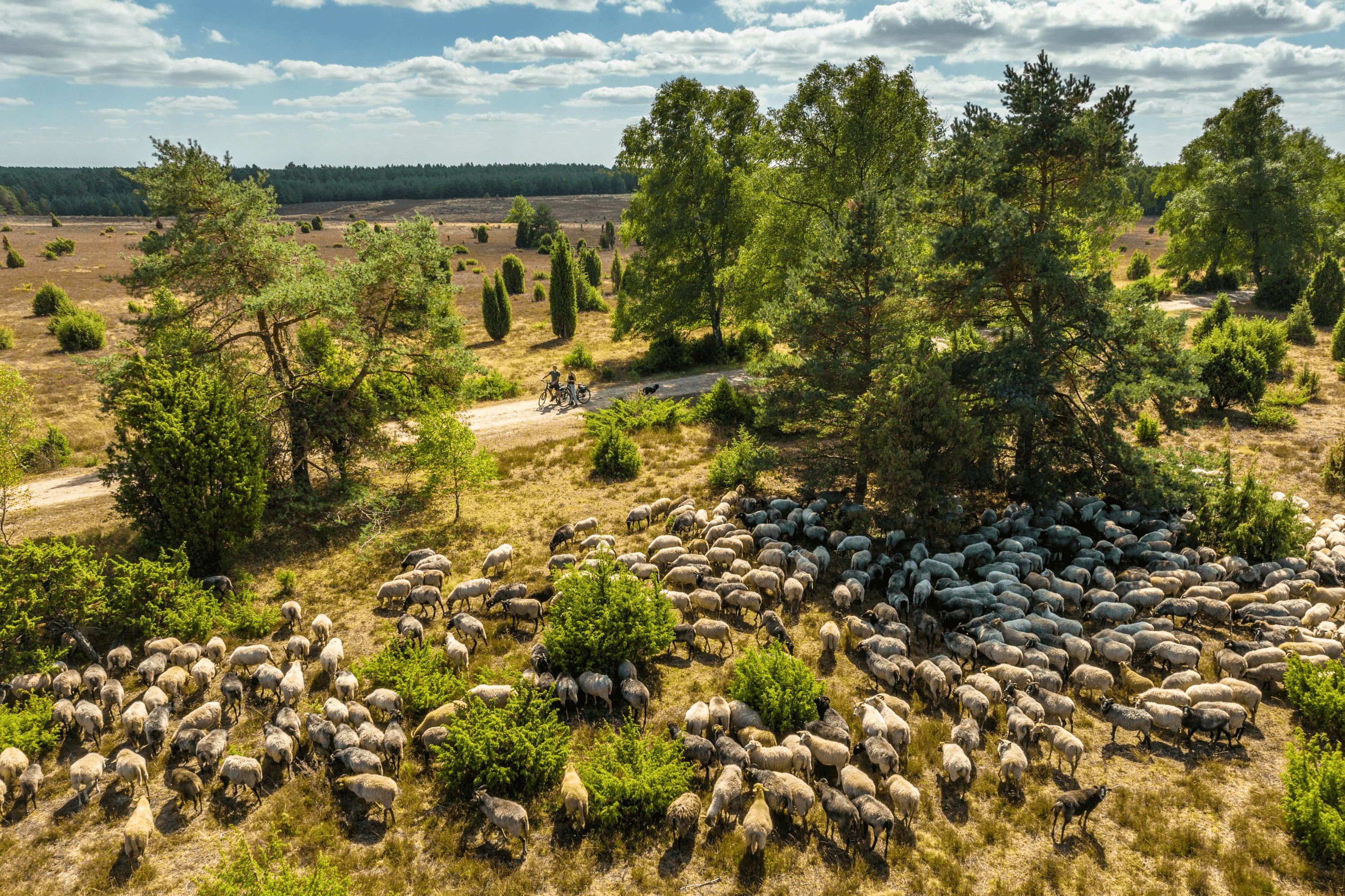 Heidschnucken Herde im Tiefental bei Hermannsburg