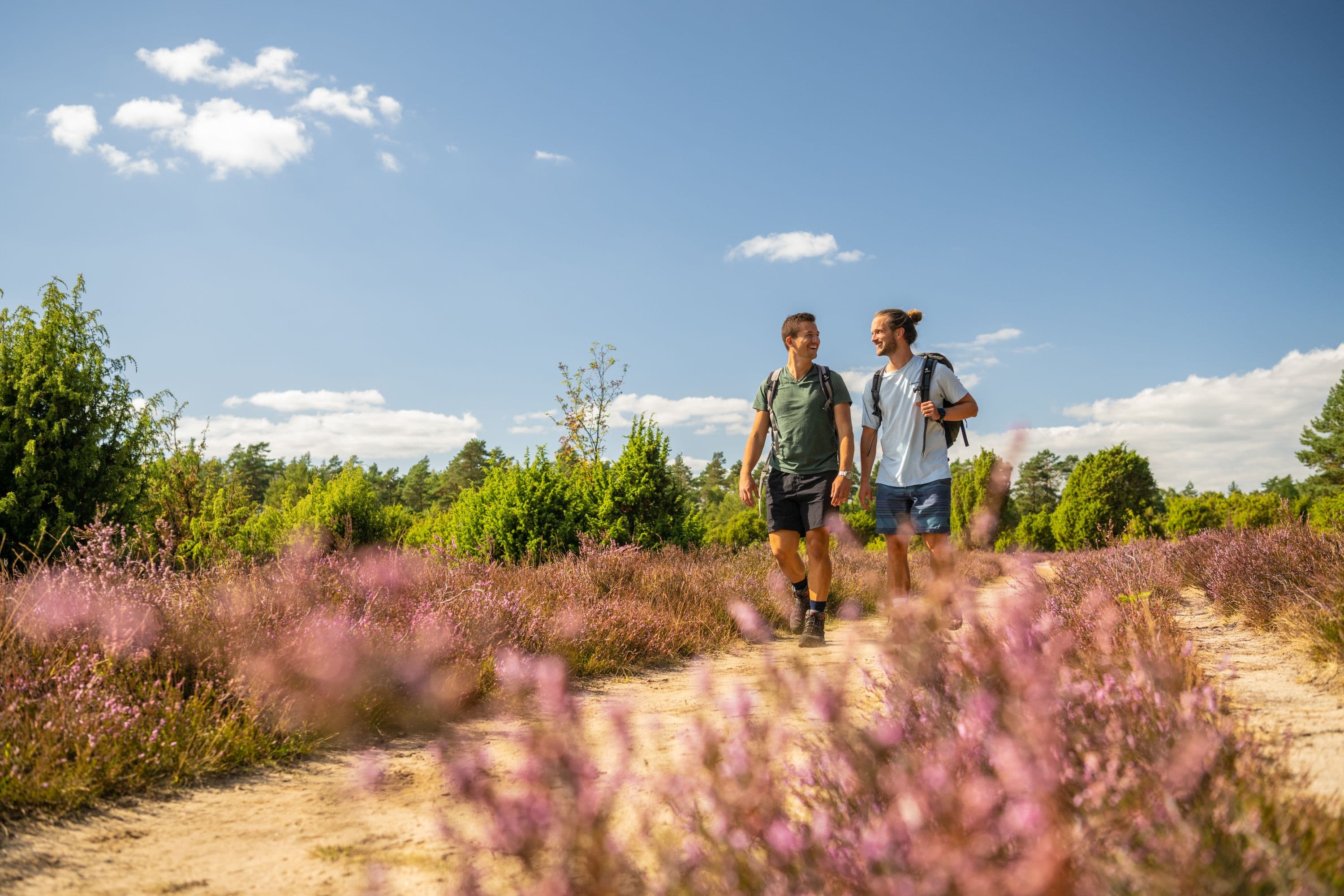 Heideblüte im Tiefental bei Hermannsburg