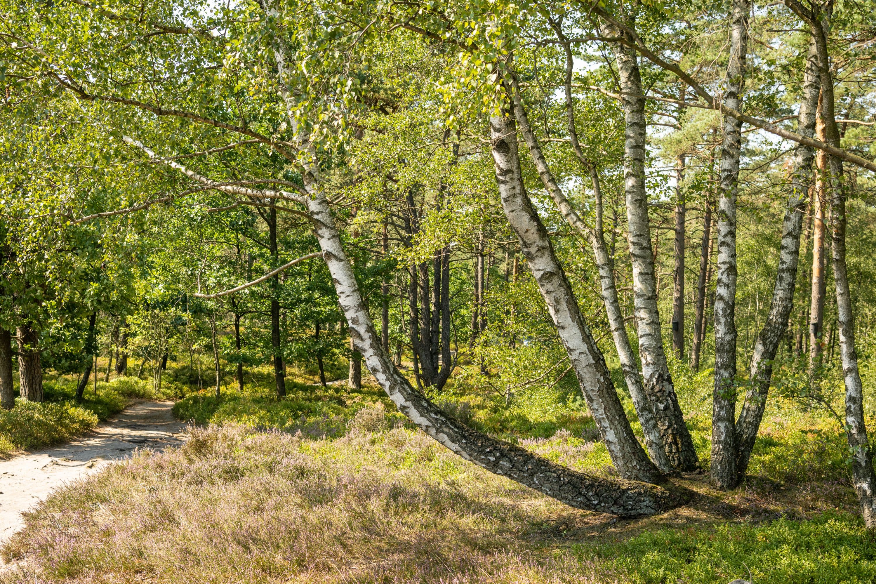 Brunsberg Sprötze Wald Nordheide