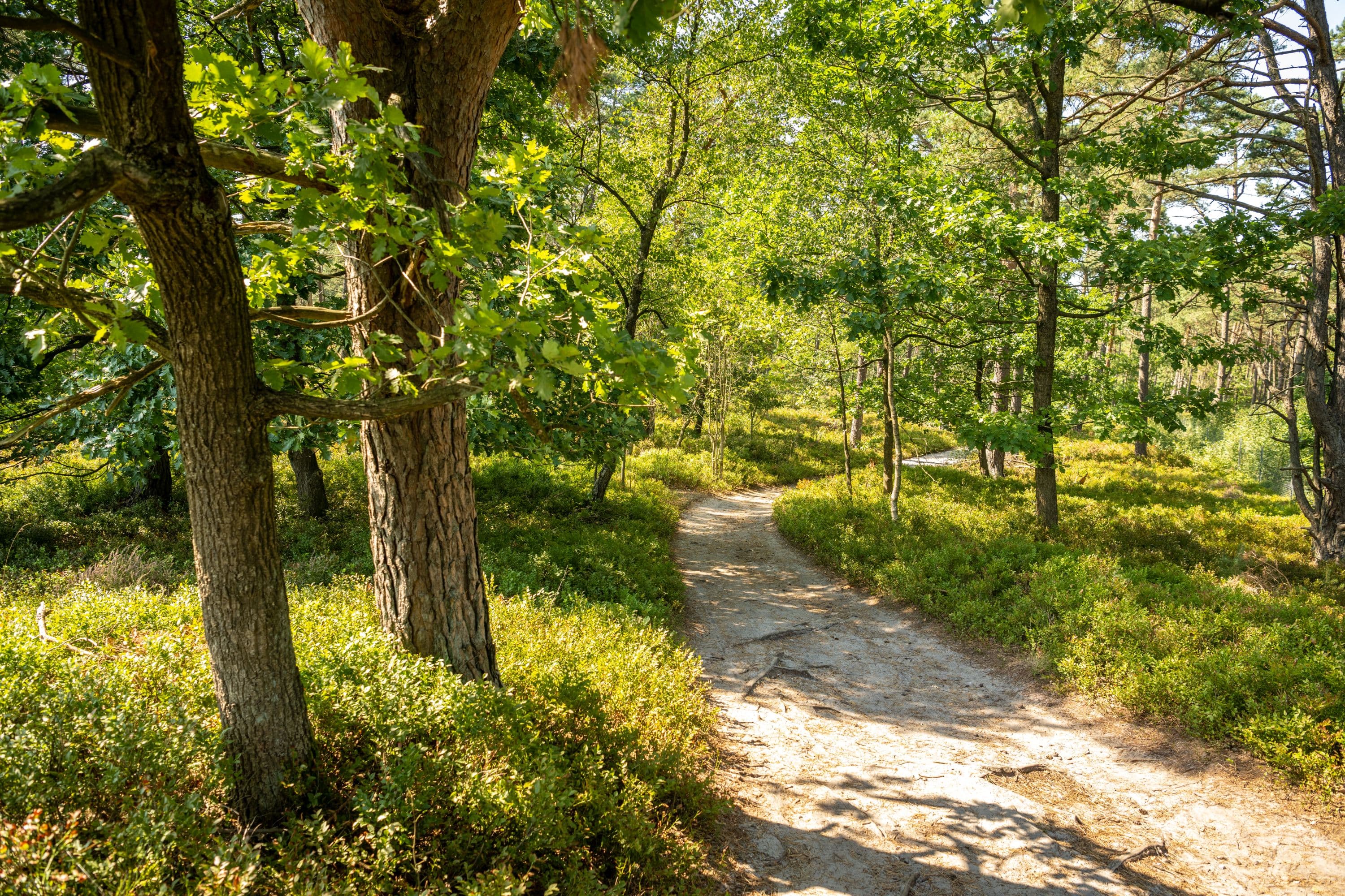 Wälder säumen den Weg zum Brunsberg