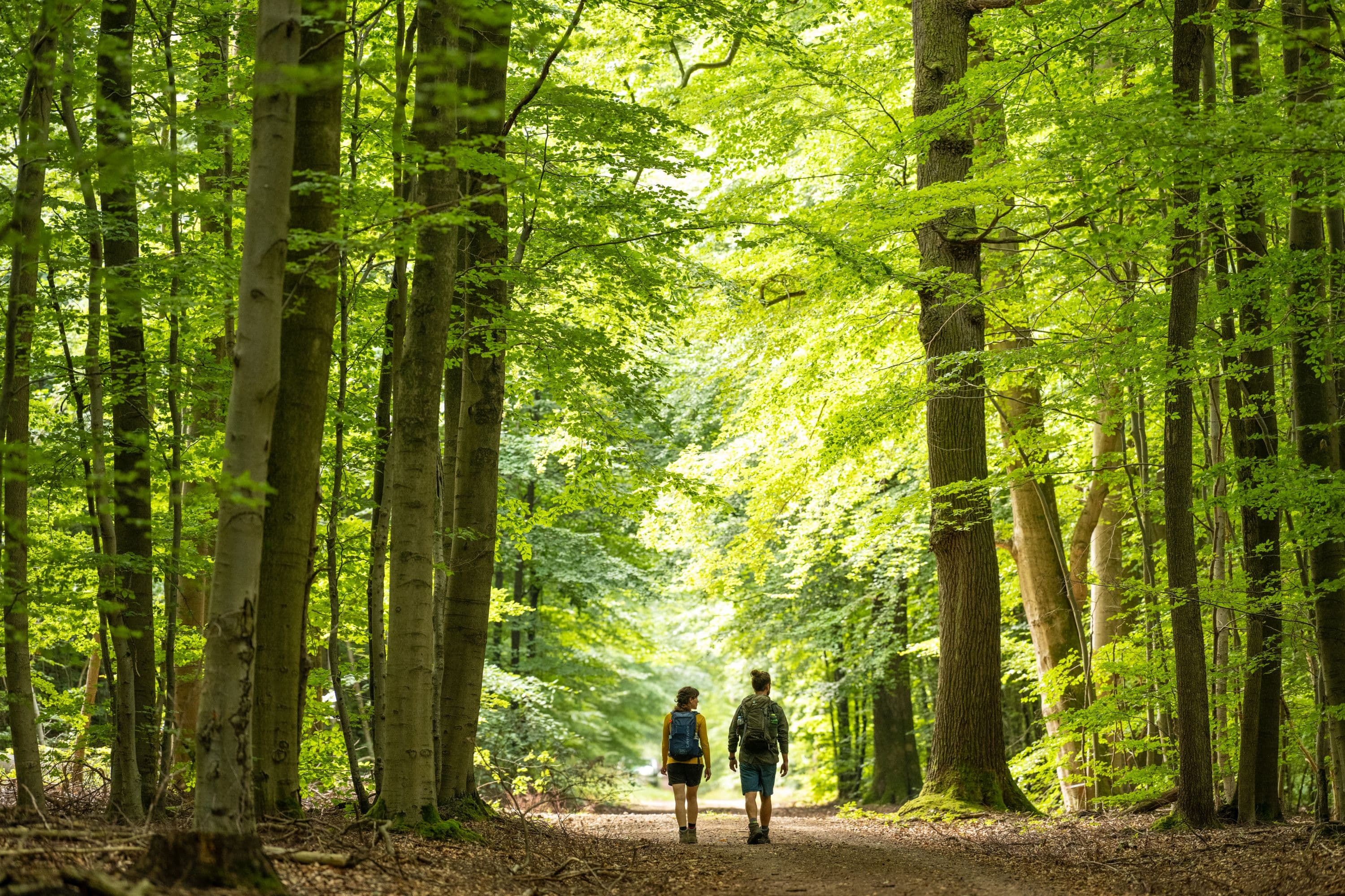 Wandern durch den Lüßwald