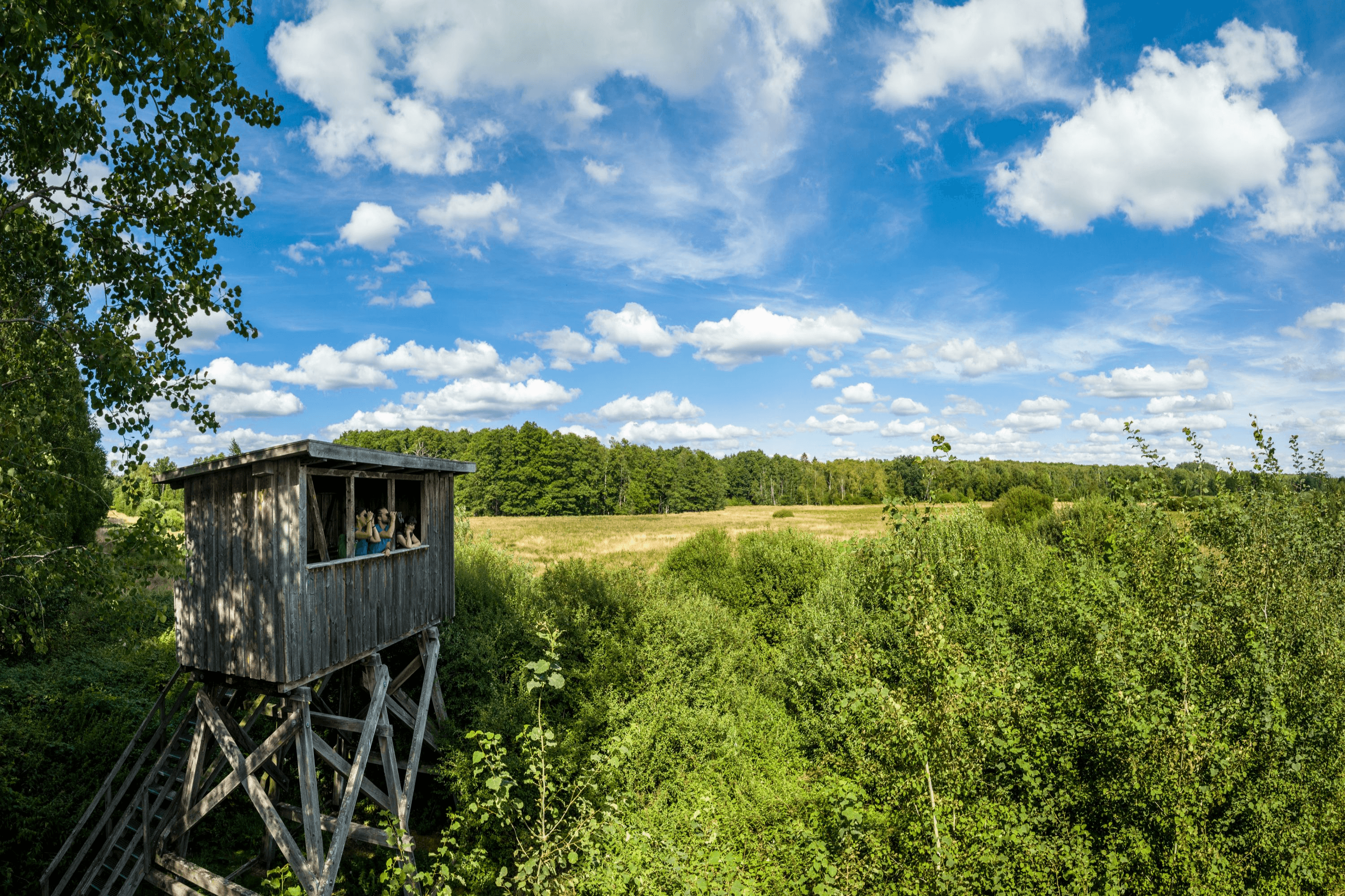 Aussichtsturm im Postmoor bei Eldingen