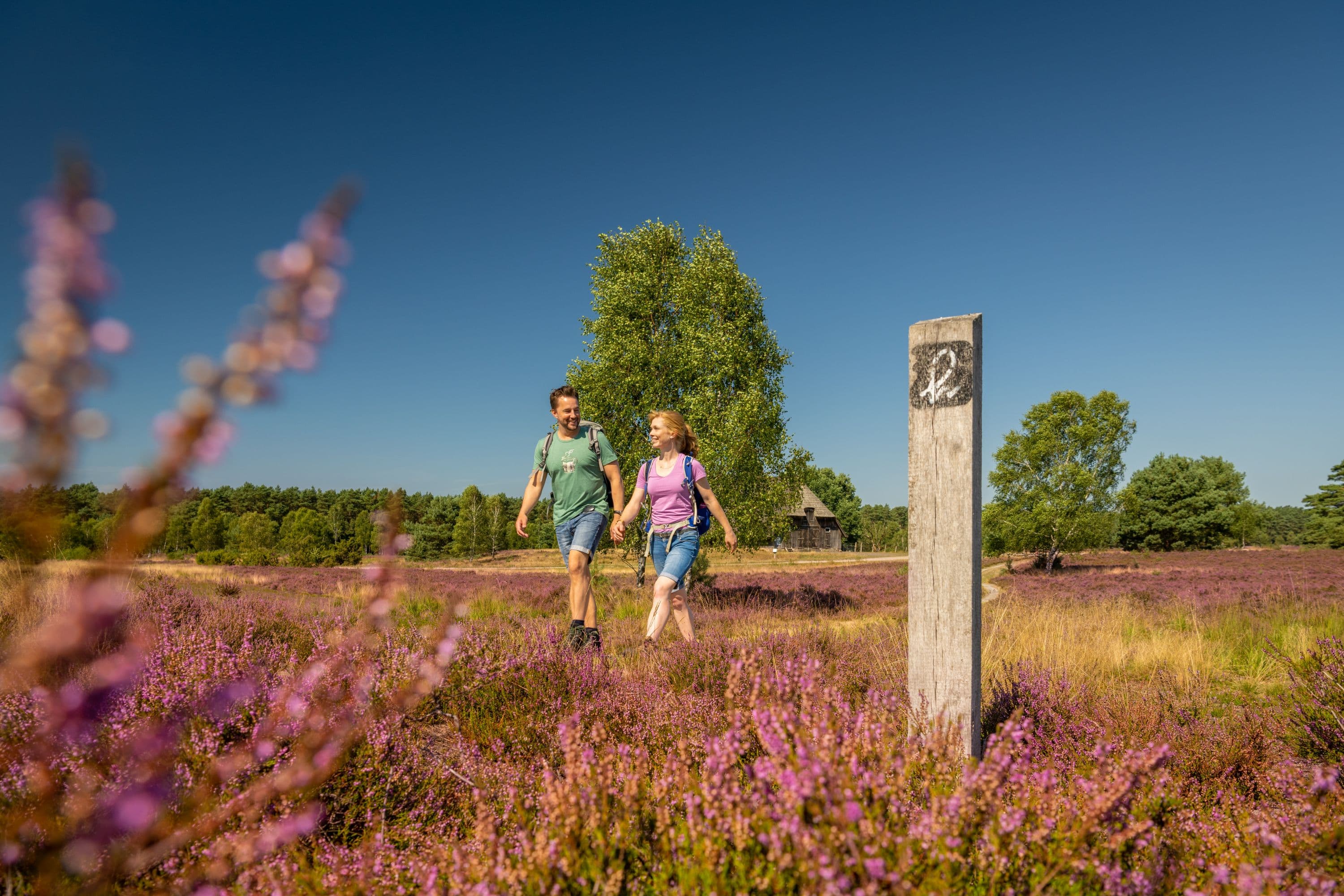 Weseler Heide Undeloh Heideschleife und Heidschnuckenweg