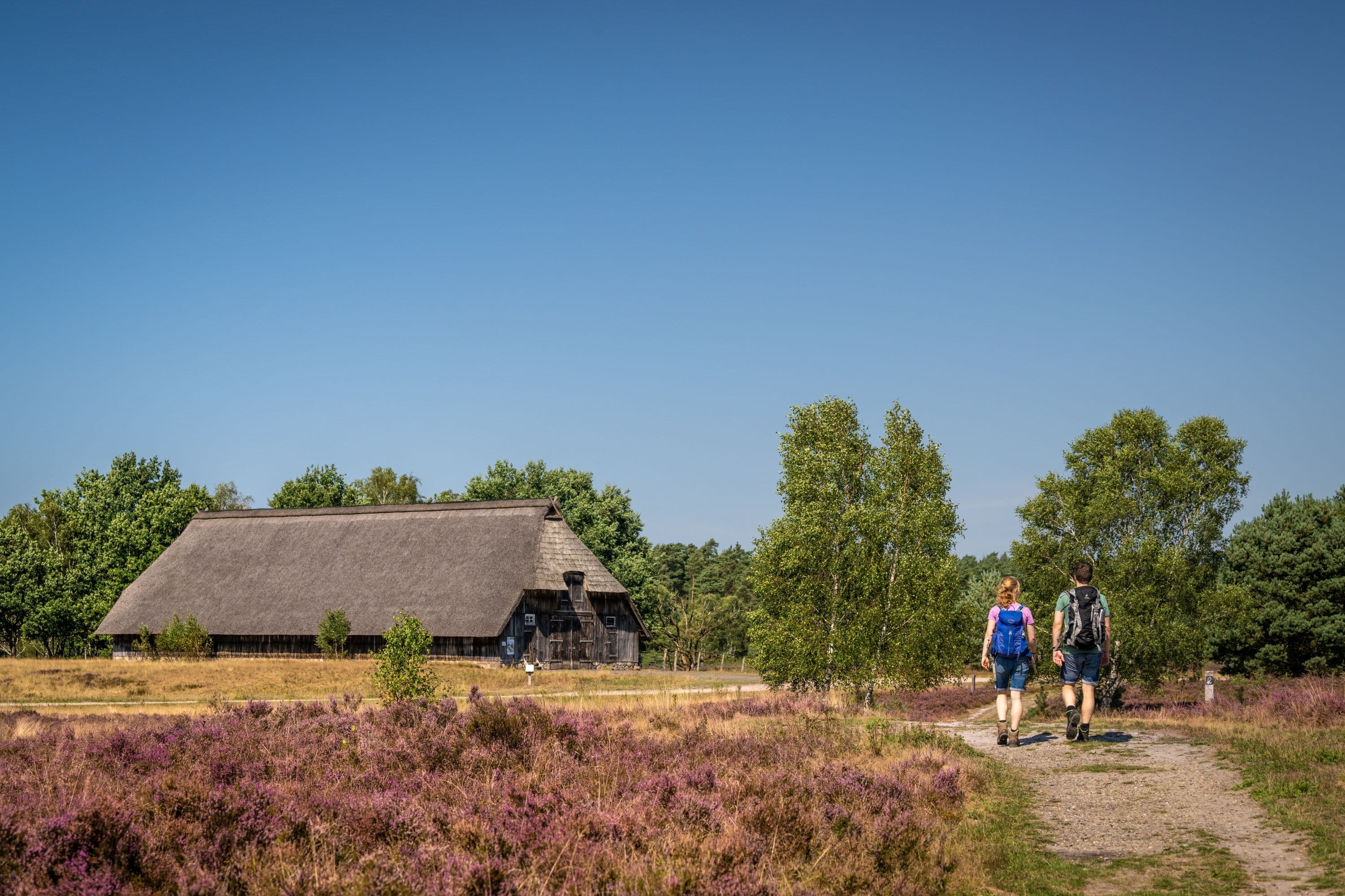 Heidschnuckenweg Etappe 3: Weseler Heide Undeloh