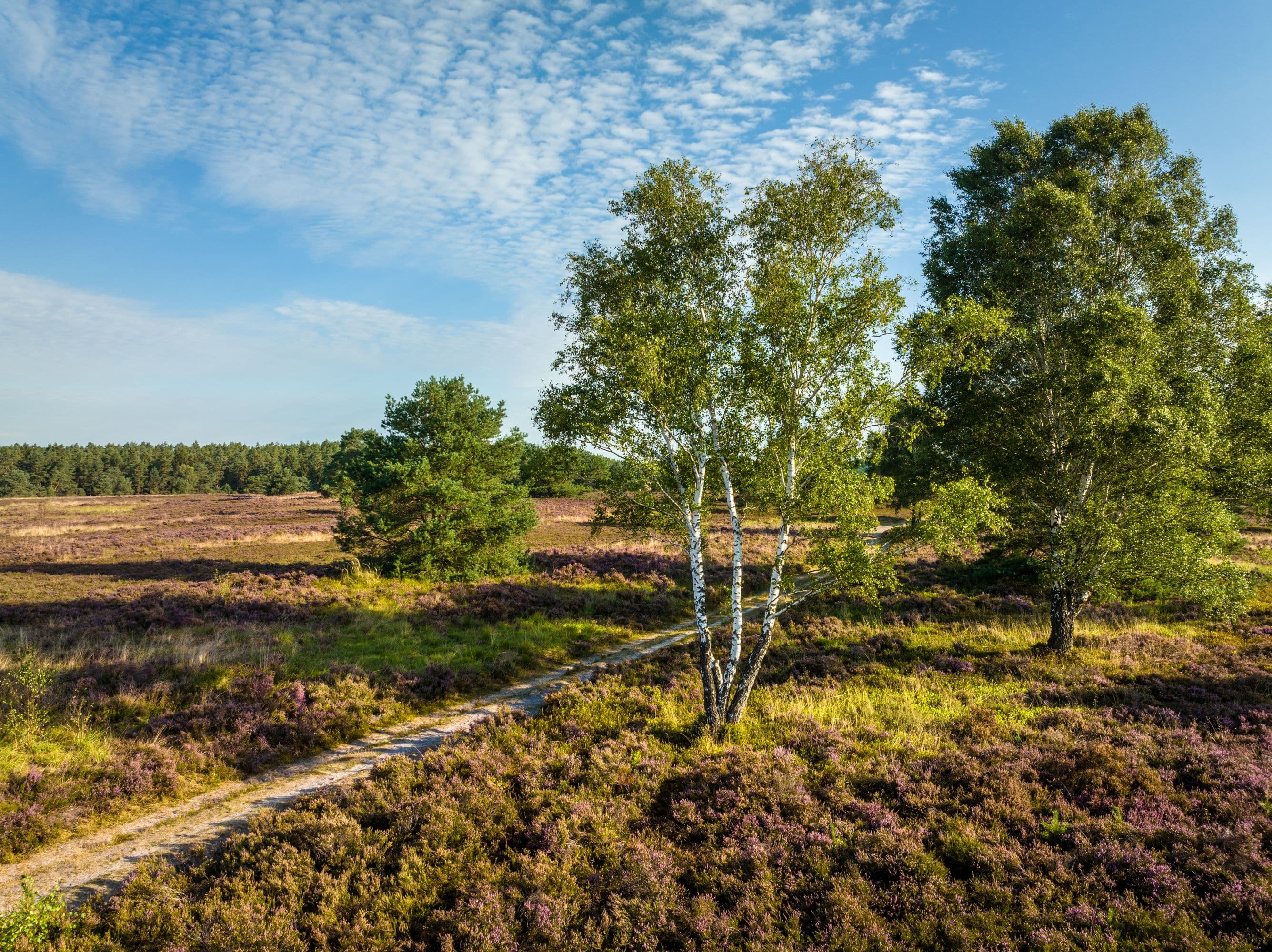 Hanstedt: Toeps Heath