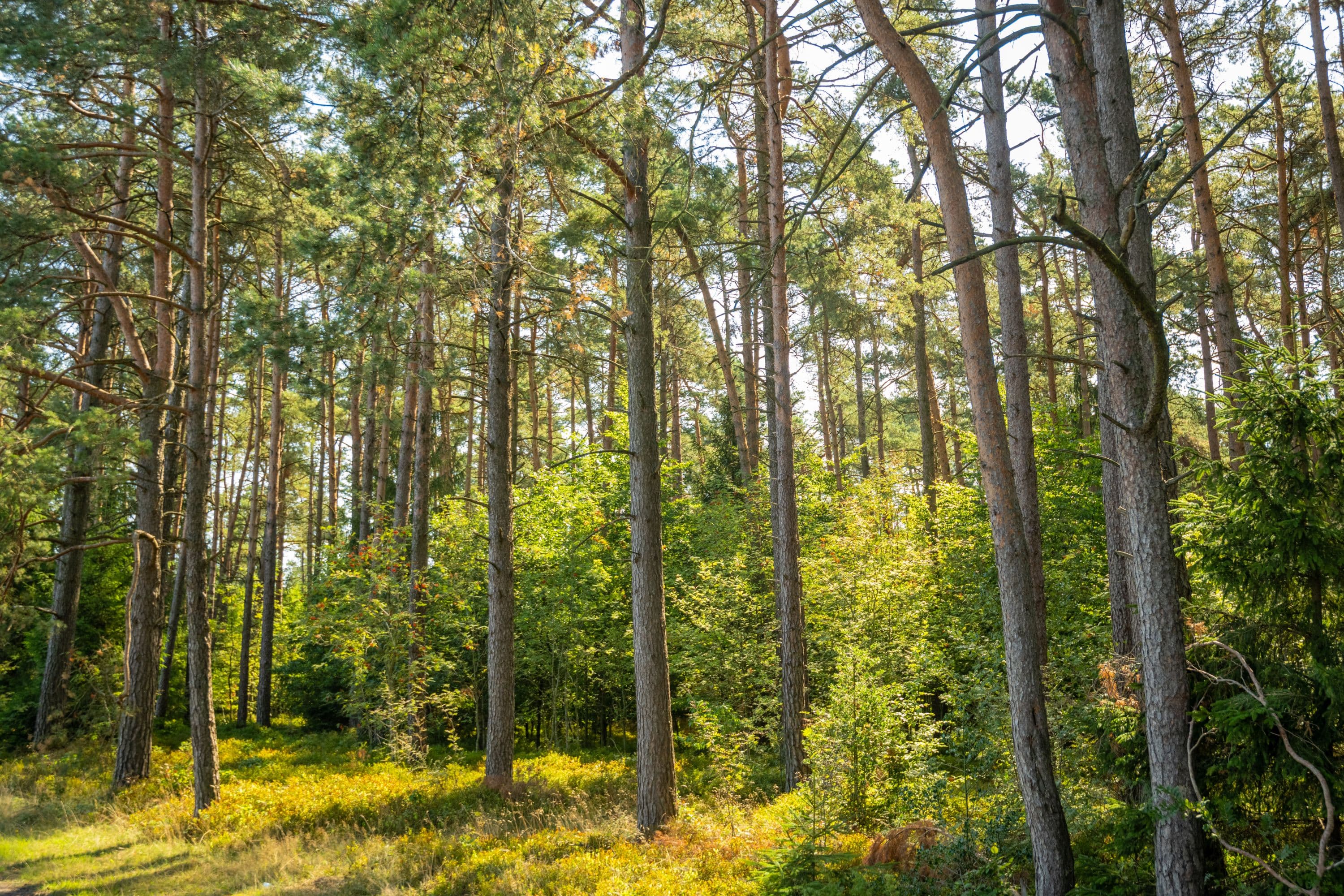 Töps Heide Hanstedt Wald