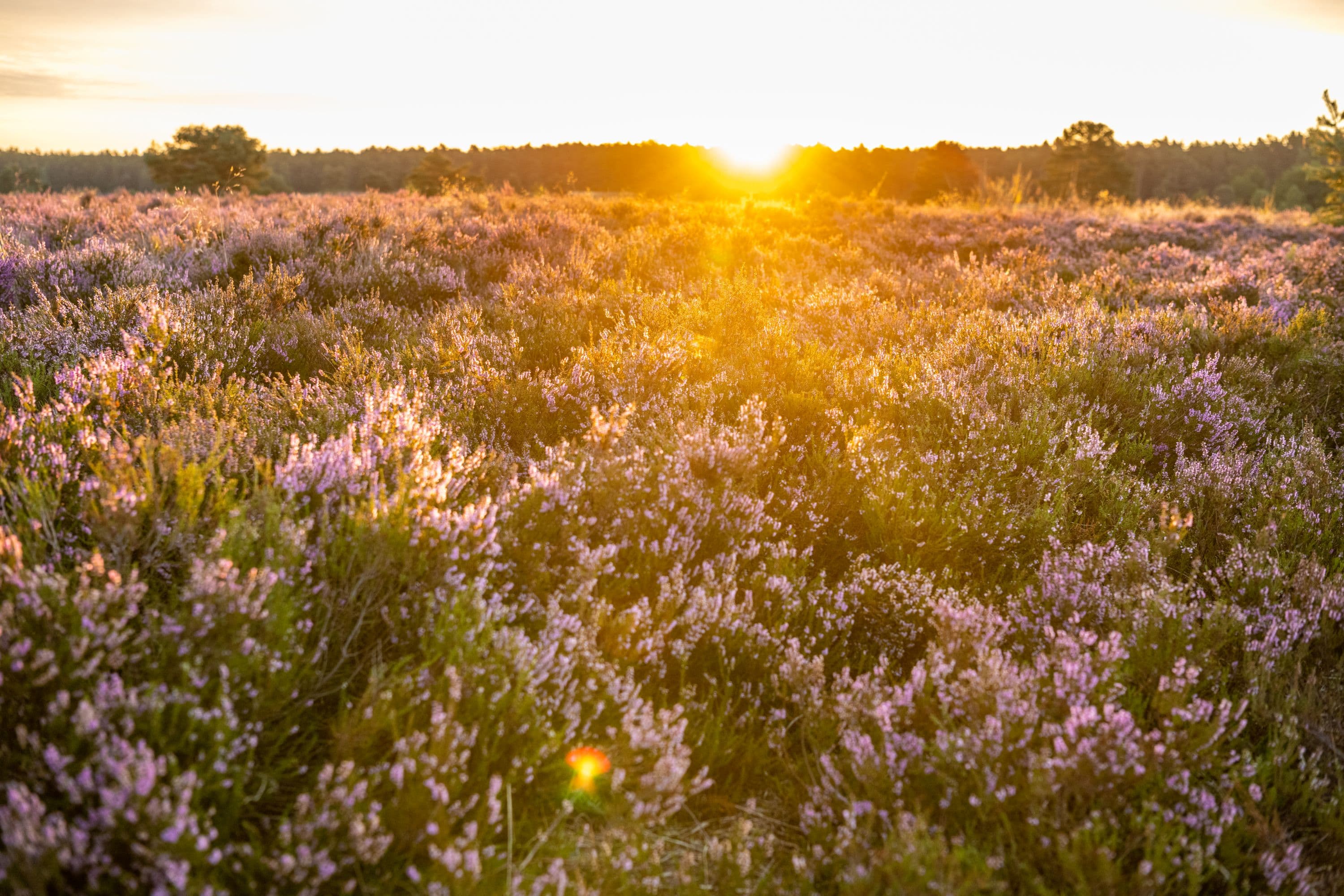 Töps Heide Hanstedt