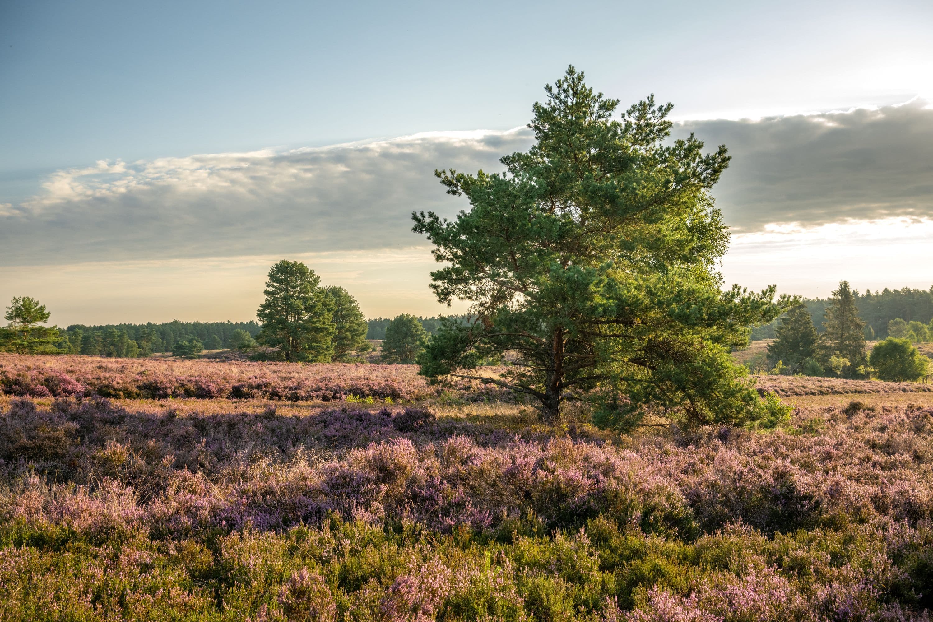 Töps Heide Hanstedt