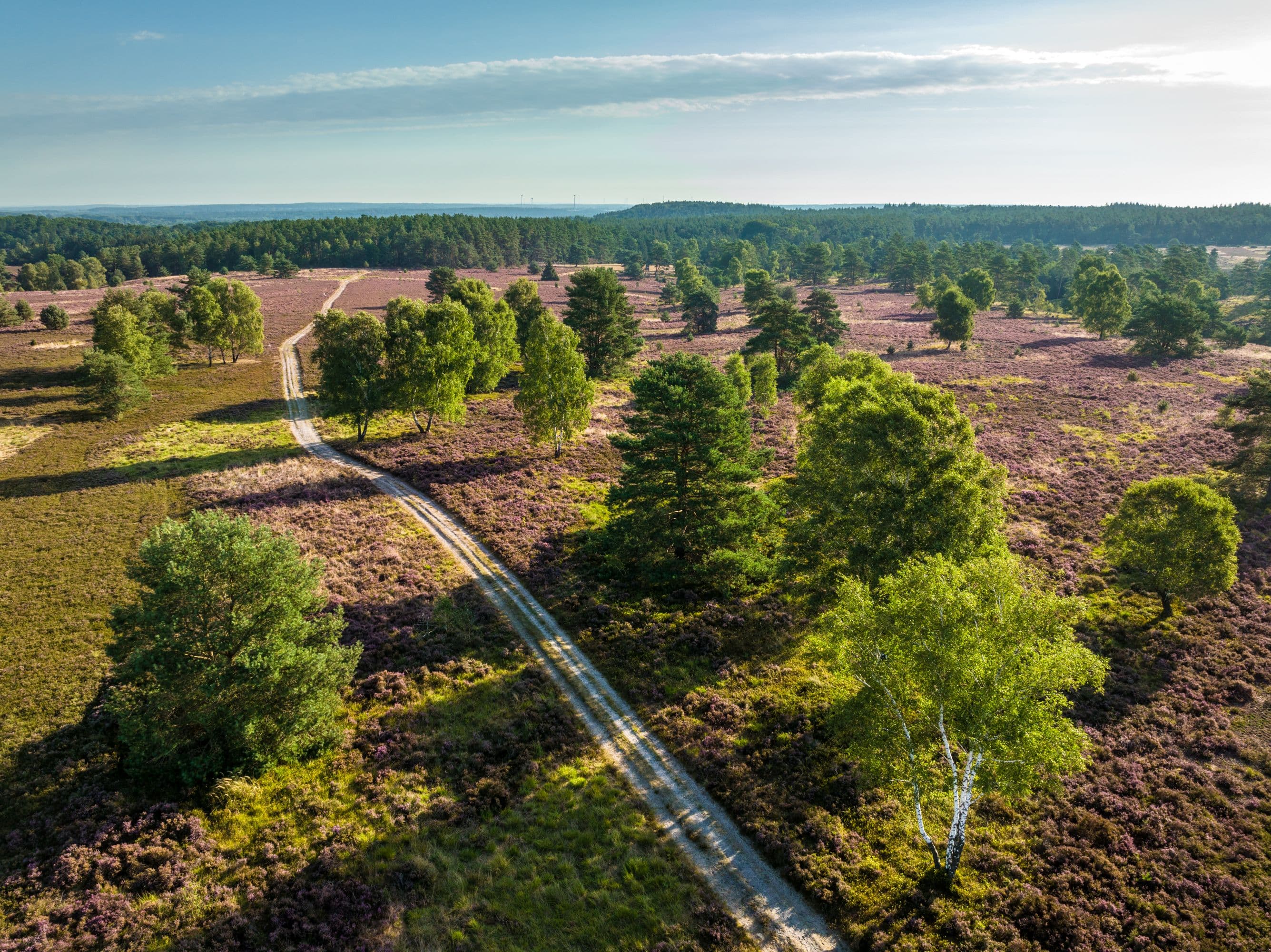 Töps Heide Hanstedt