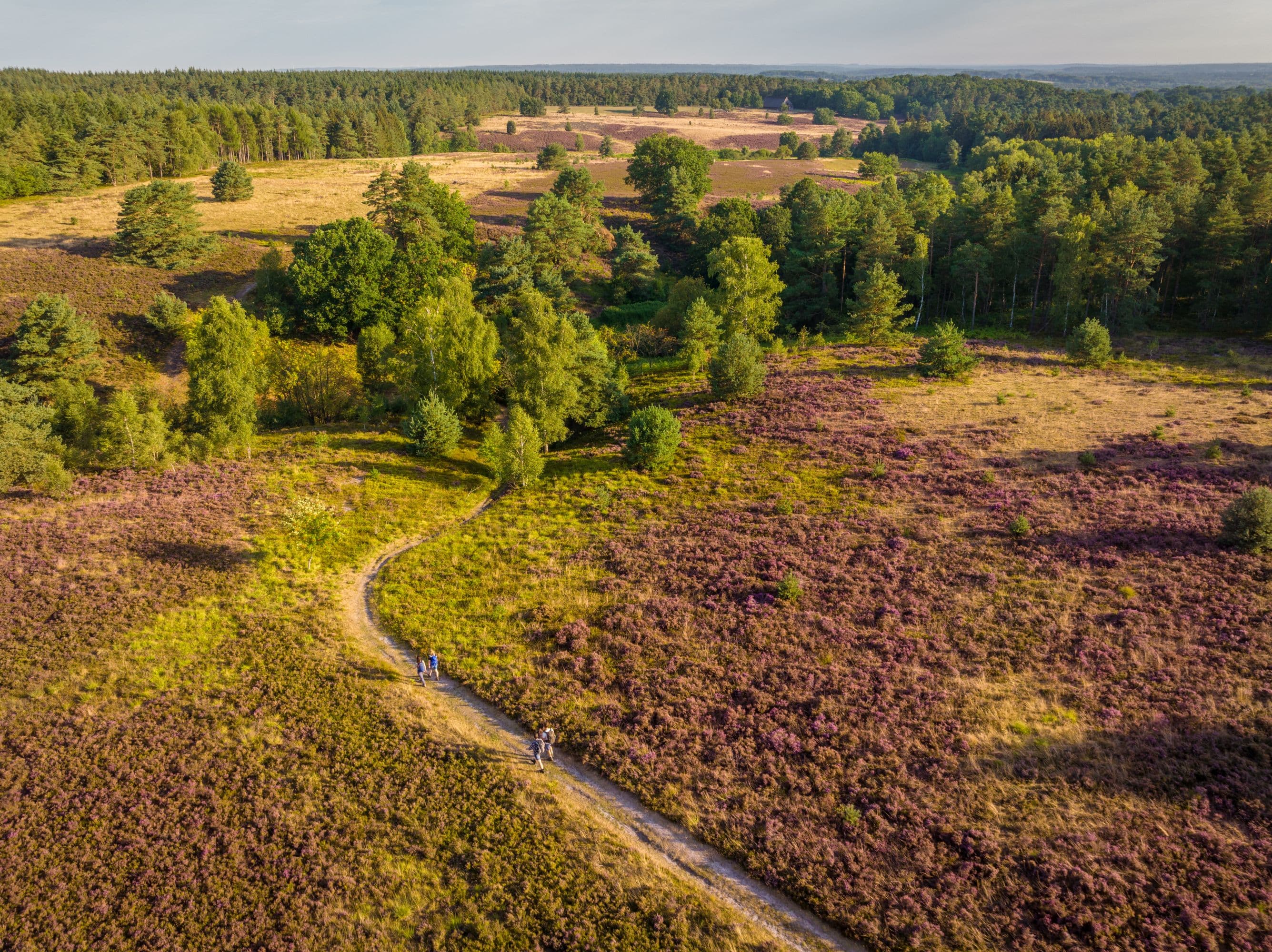 Töps Heide Hanstedt