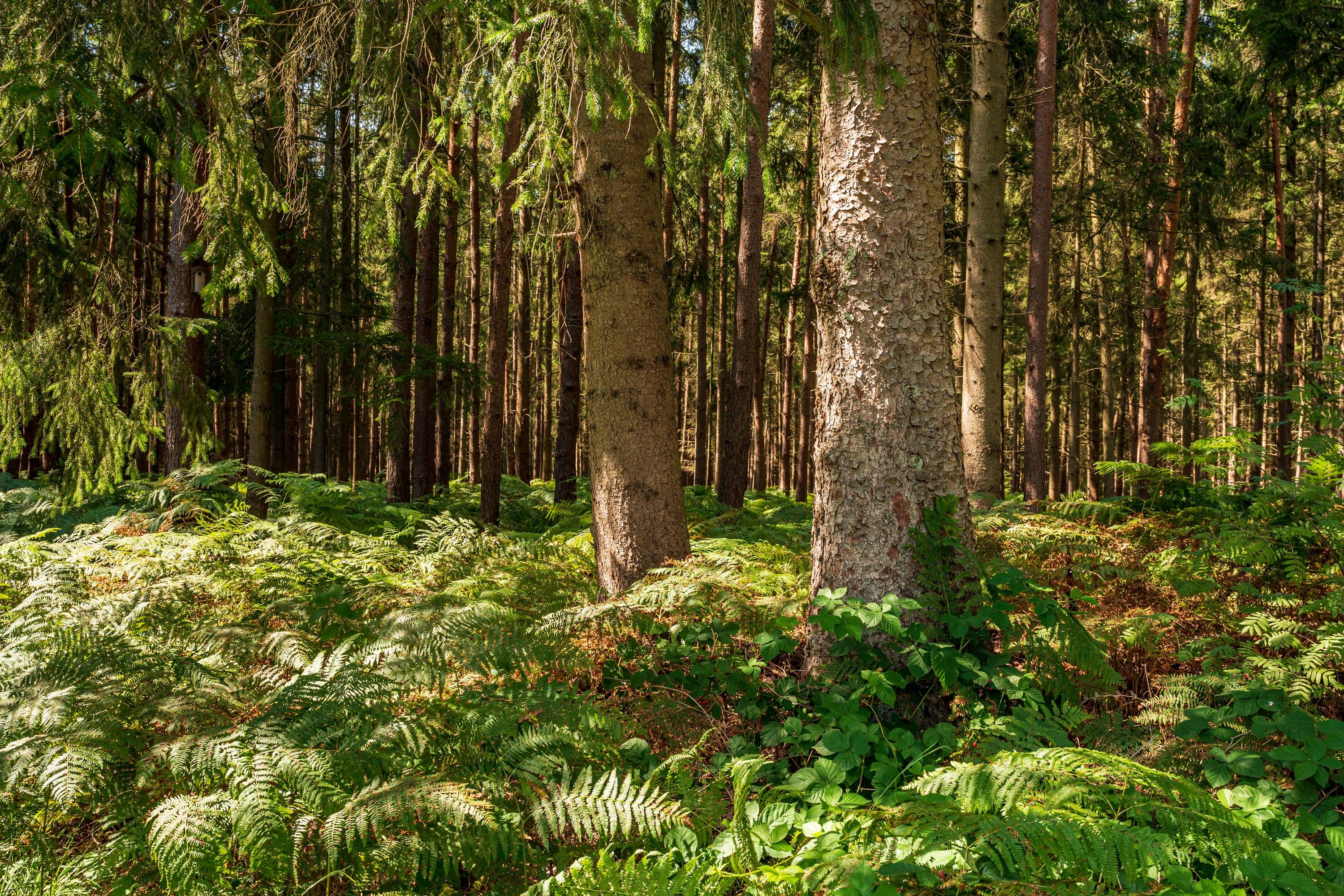 Dichter Wald am Wegesrand