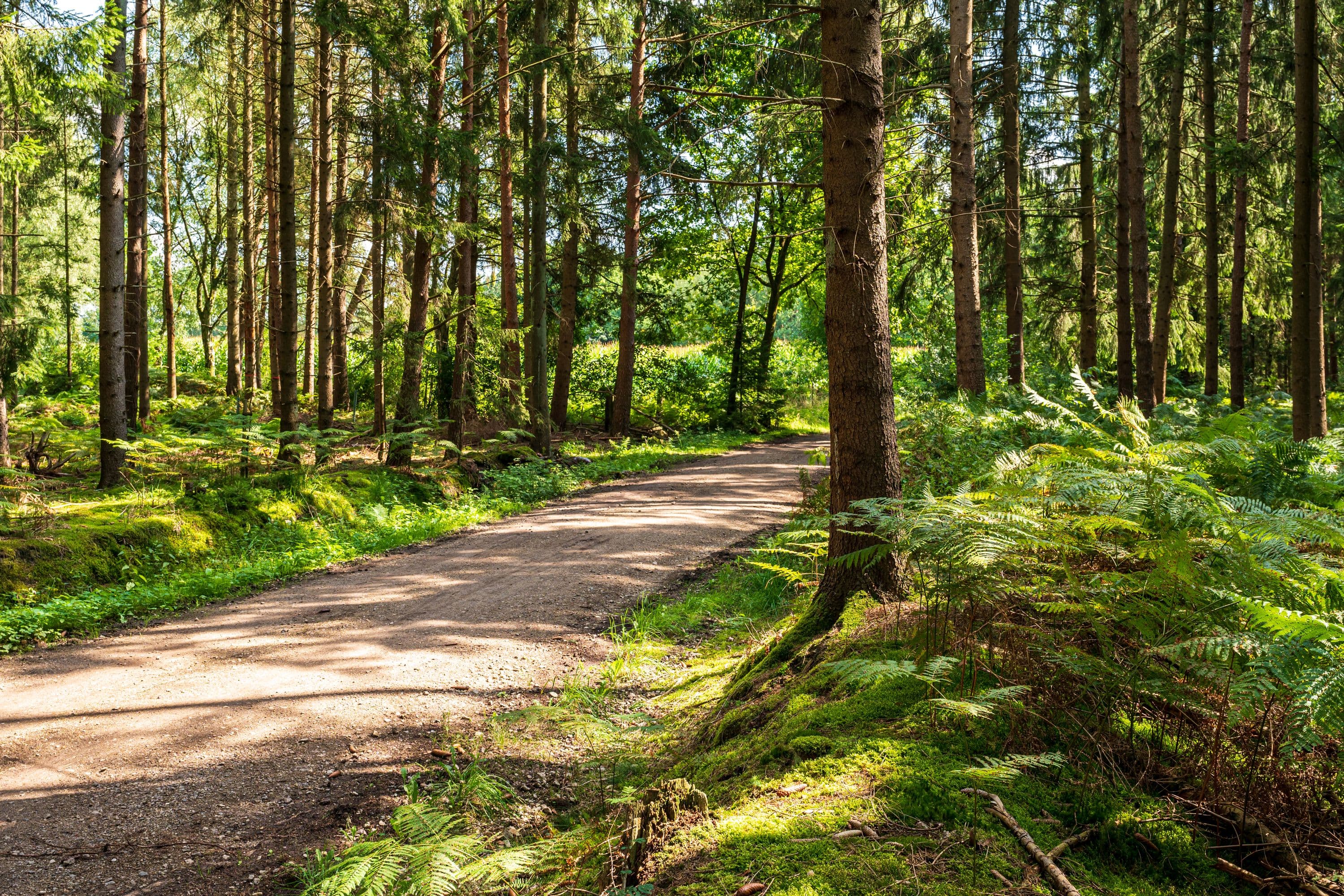 Idyllischer Waldweg auf der Wanderung