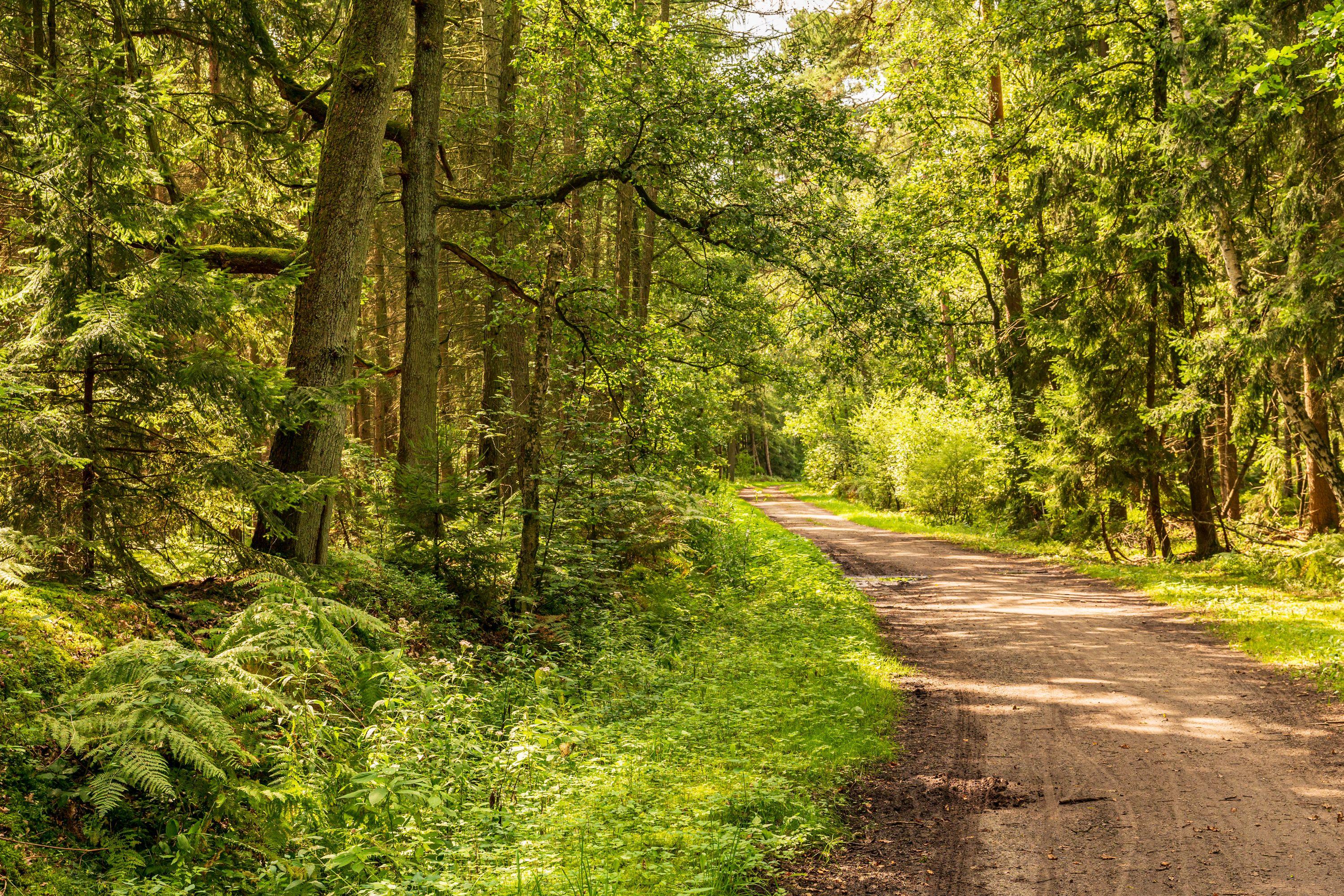 Der Weg führt den Wanderer durch leuchtend grüne Wälder