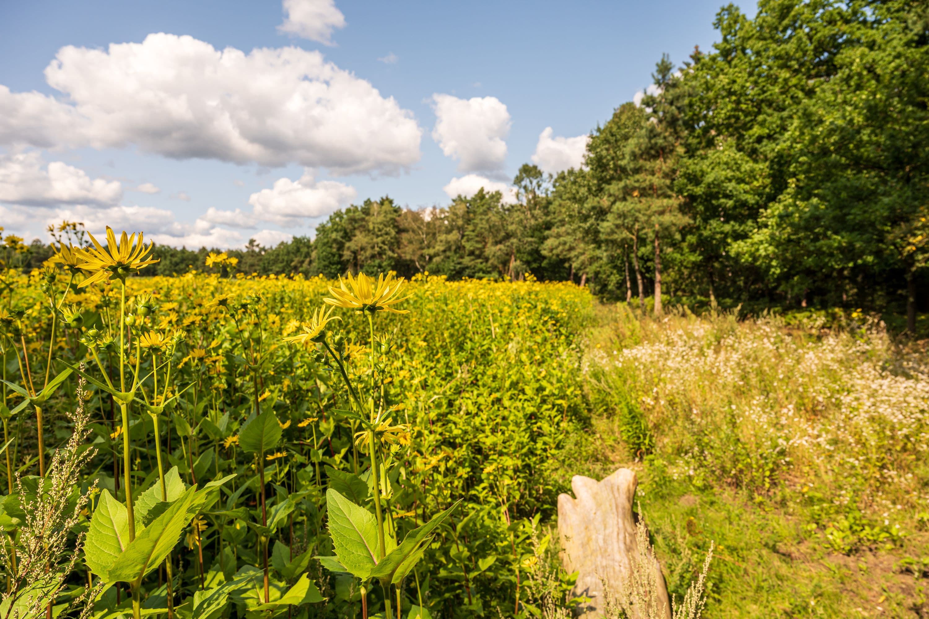 Blühende Felder am Wegesrand