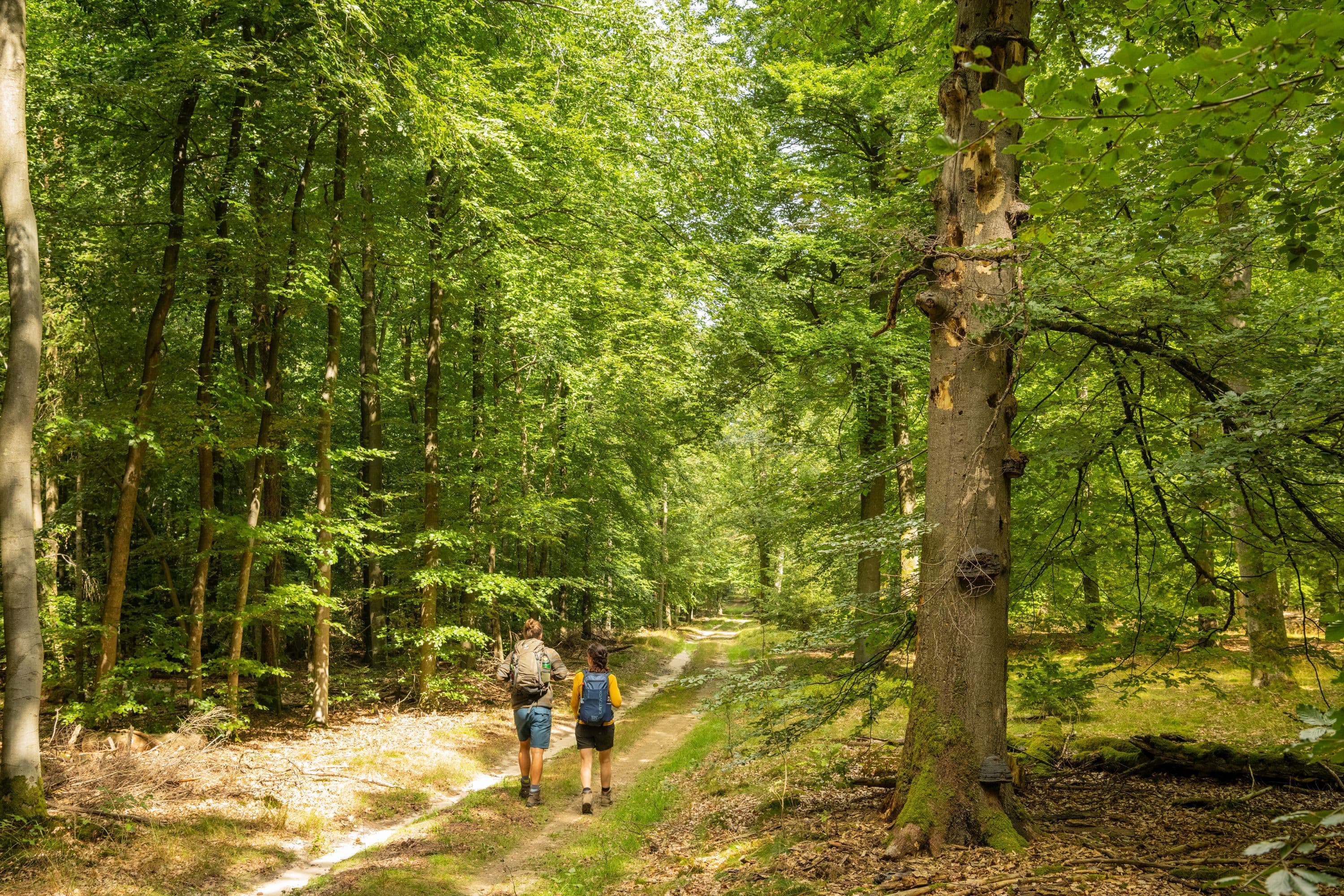 Wandern im Lüßwald