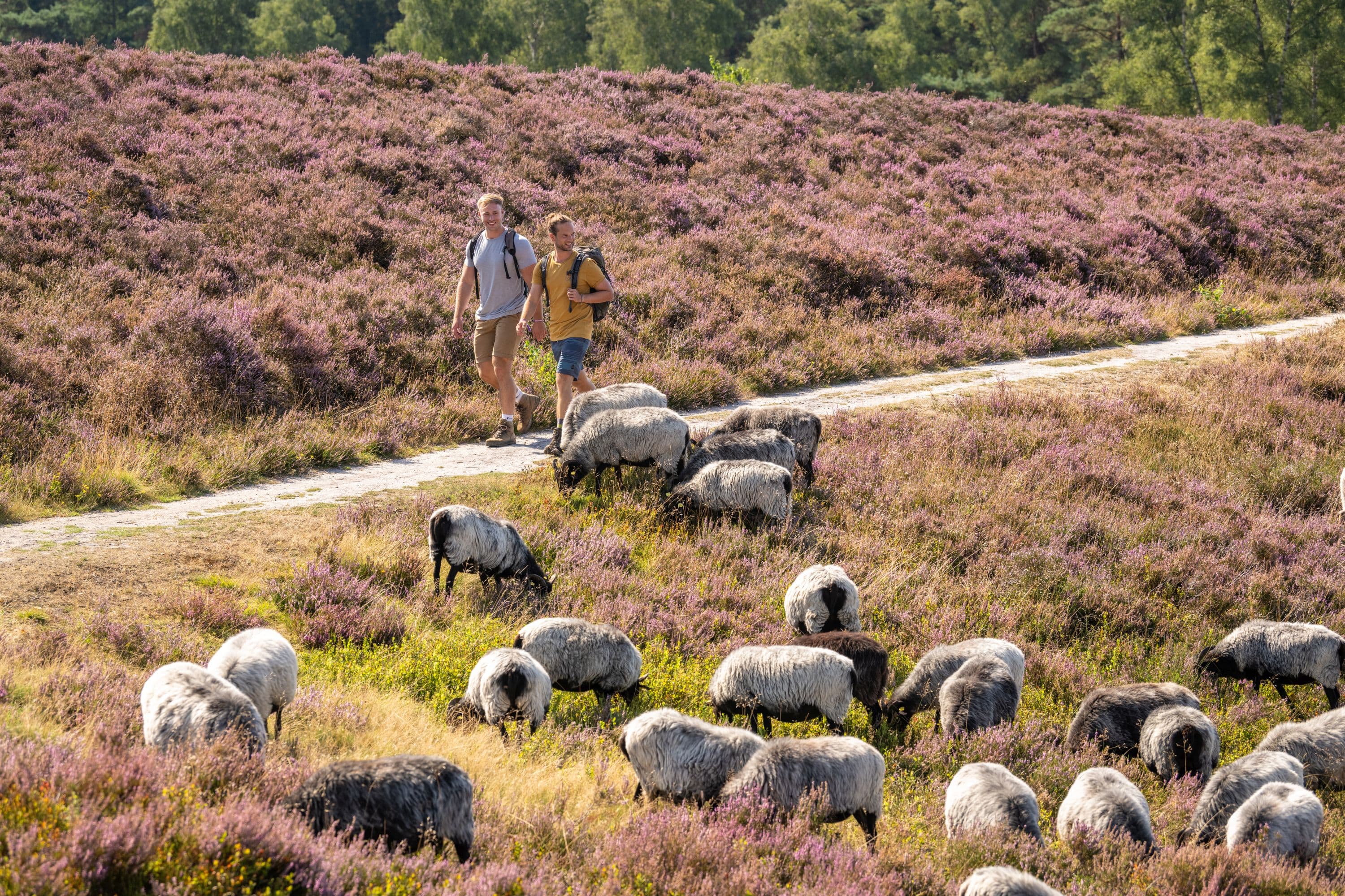 Heidschnuckenweg Etappe 2: Brunsberg Nordheide