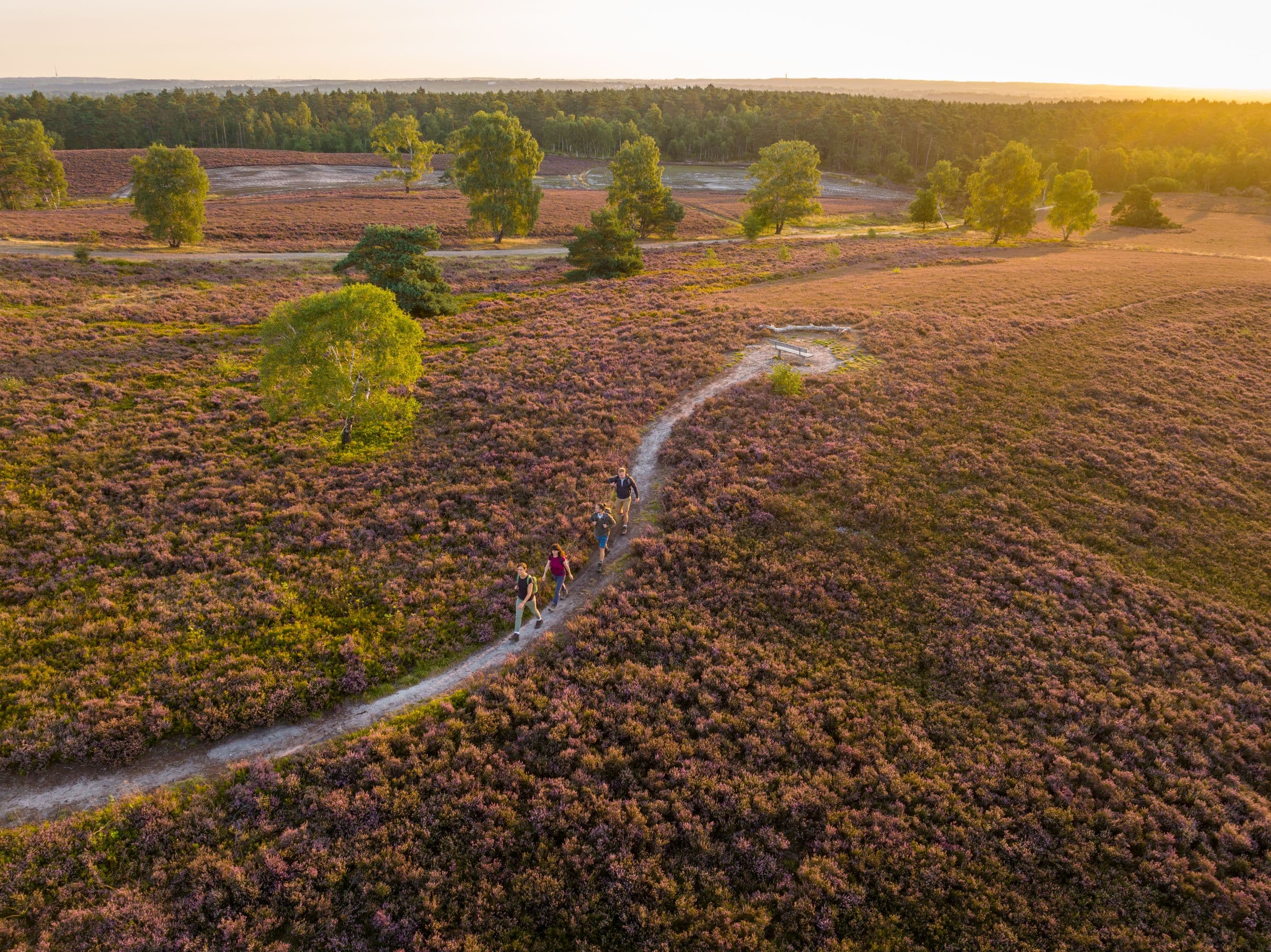 Wanderweg auf den Brunsberg mit einer tollen Aussicht auf die Heide