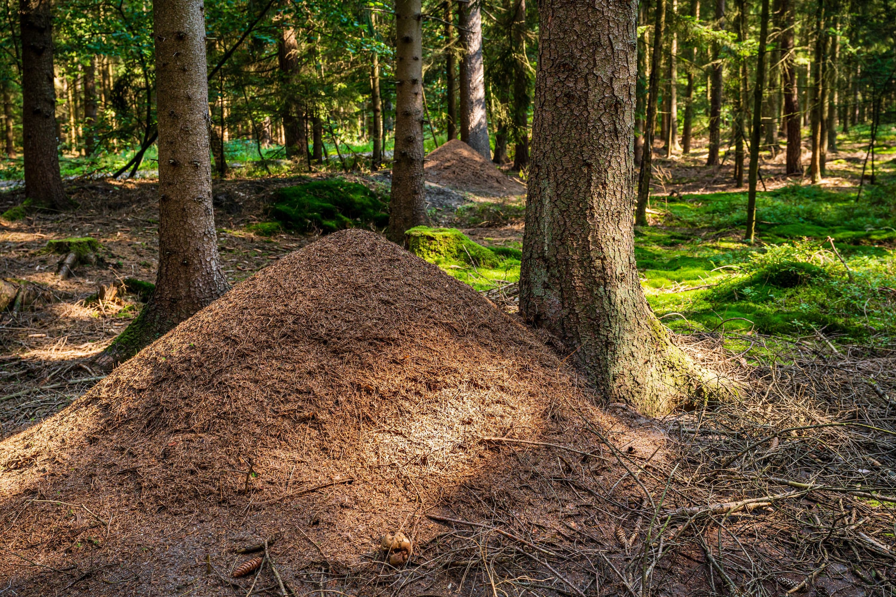 Ameisenhaufen am Wegesrand