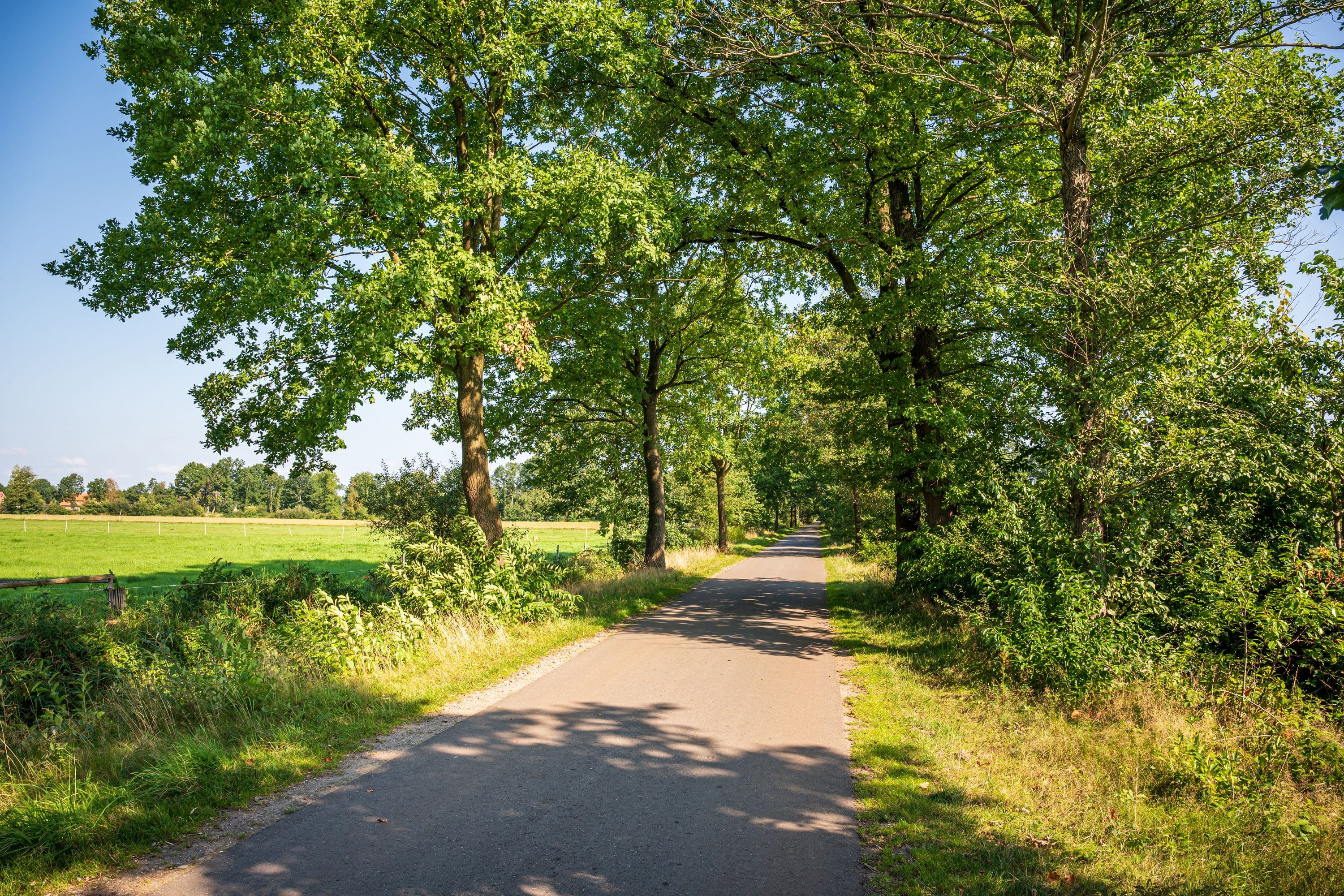 Der Wanderweg führt durch Baumalleen am Feldrand