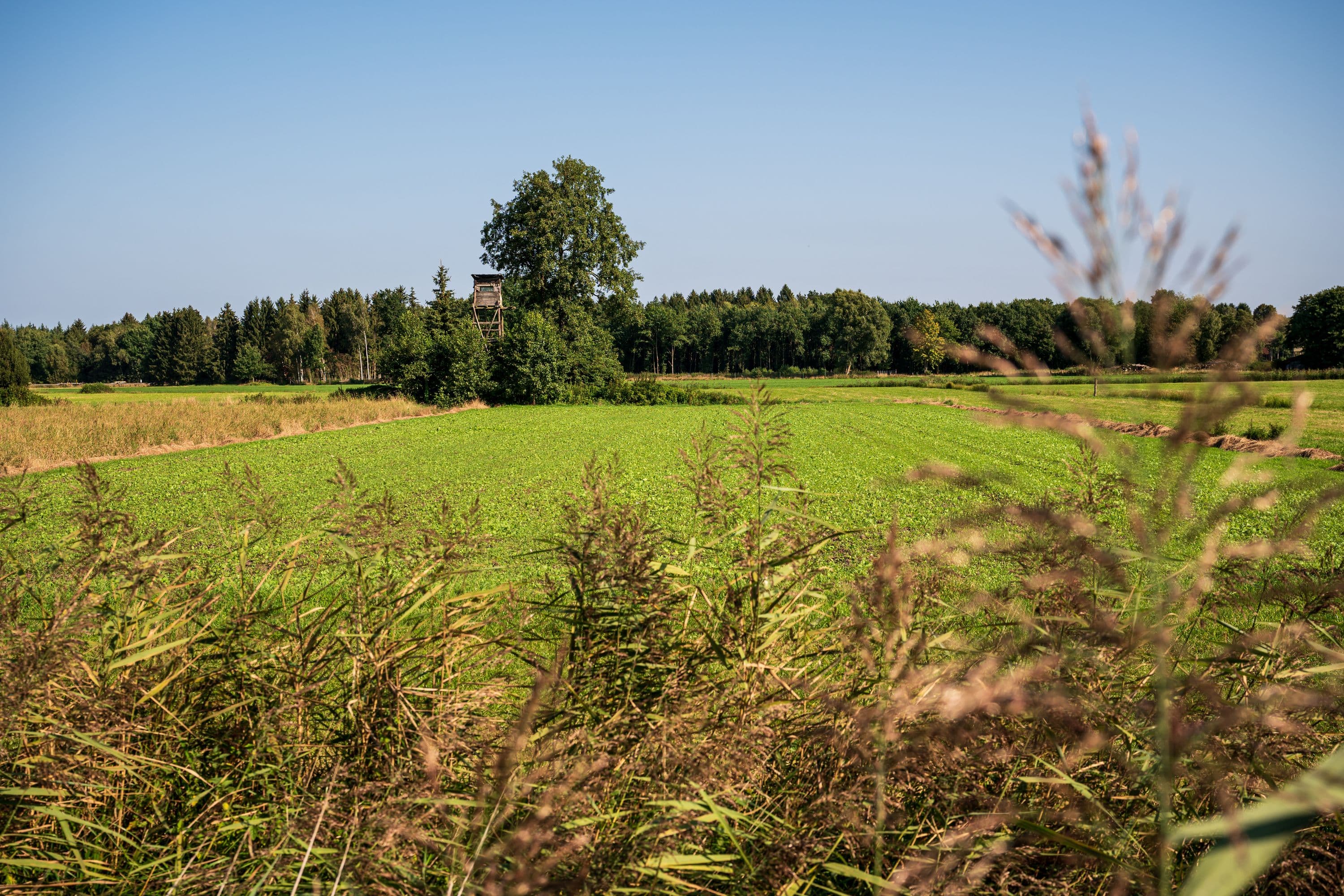 Blick auf weite grüne Wiesen