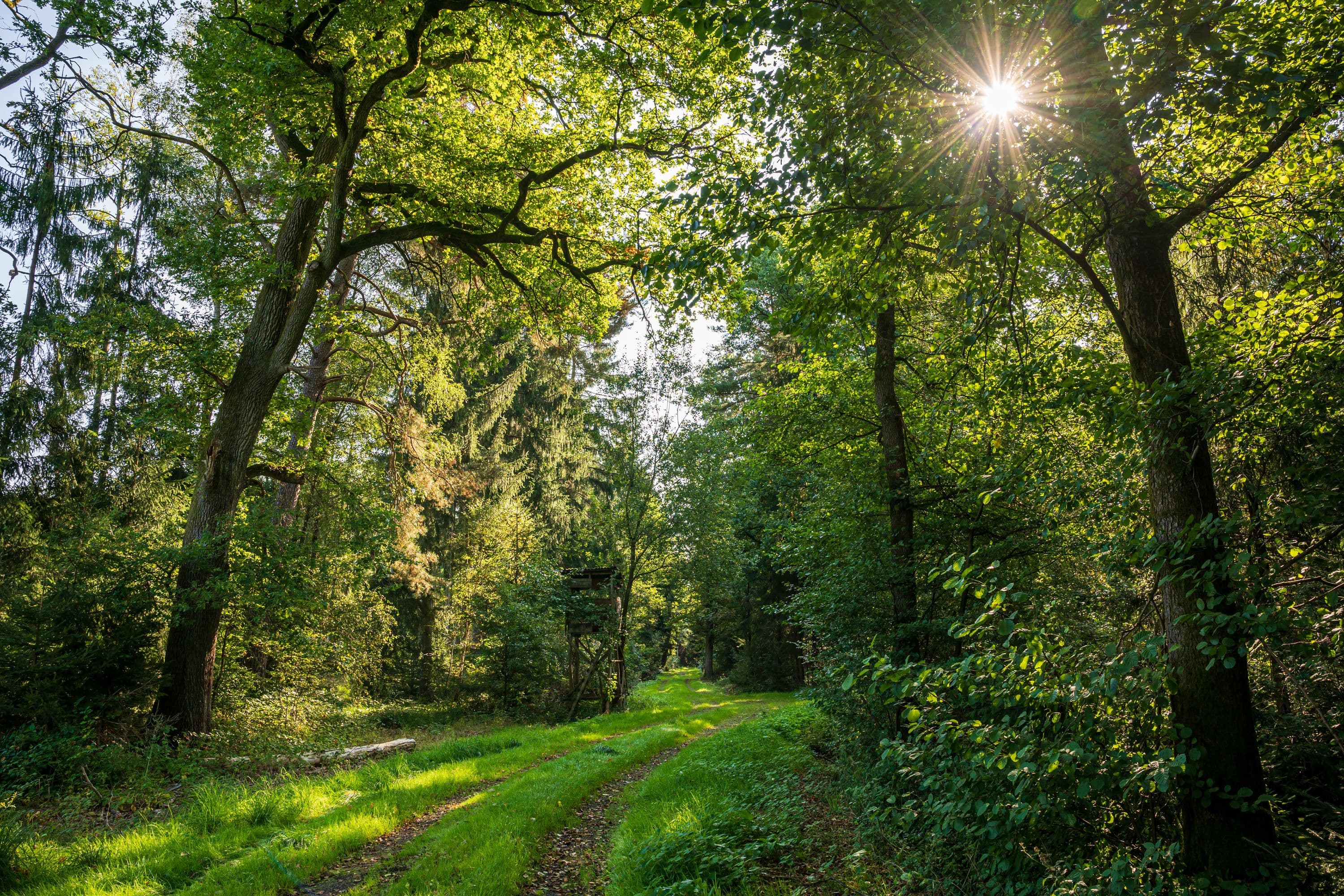 Wandern durch leuchtend grüne Waldlandschaften