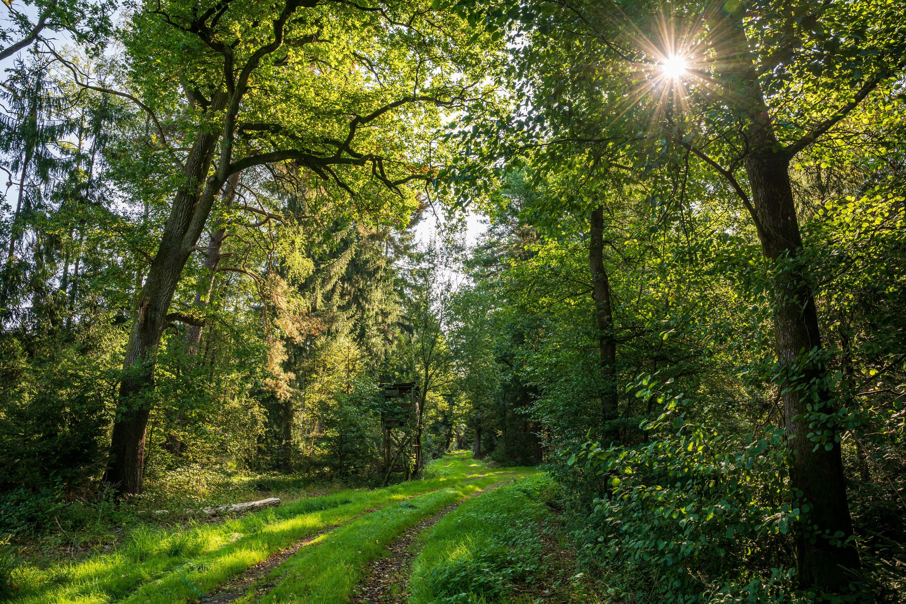 Herrlich grüner Wald bei Eversen