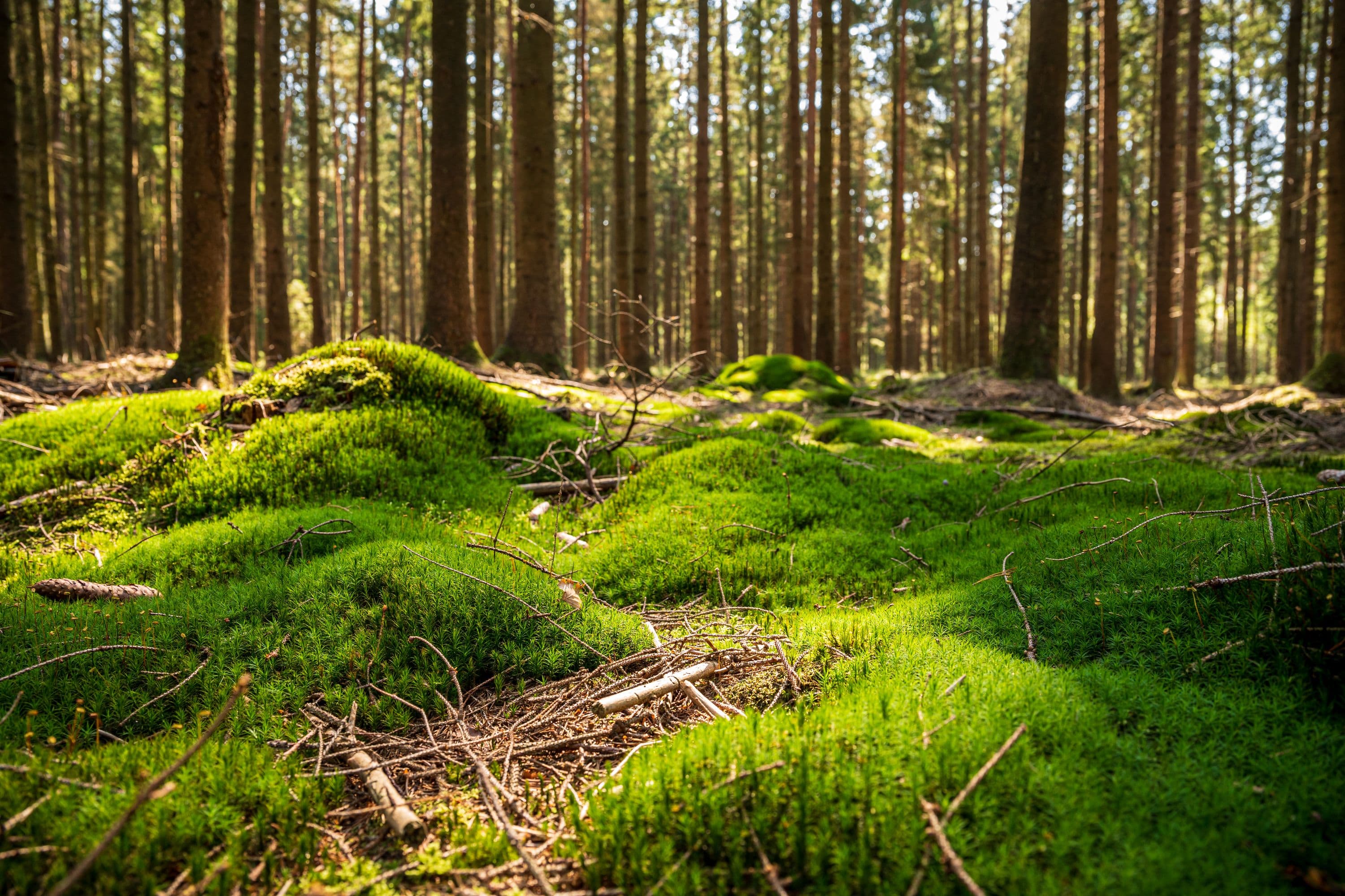 Wandern durch dichte grüne Wälder