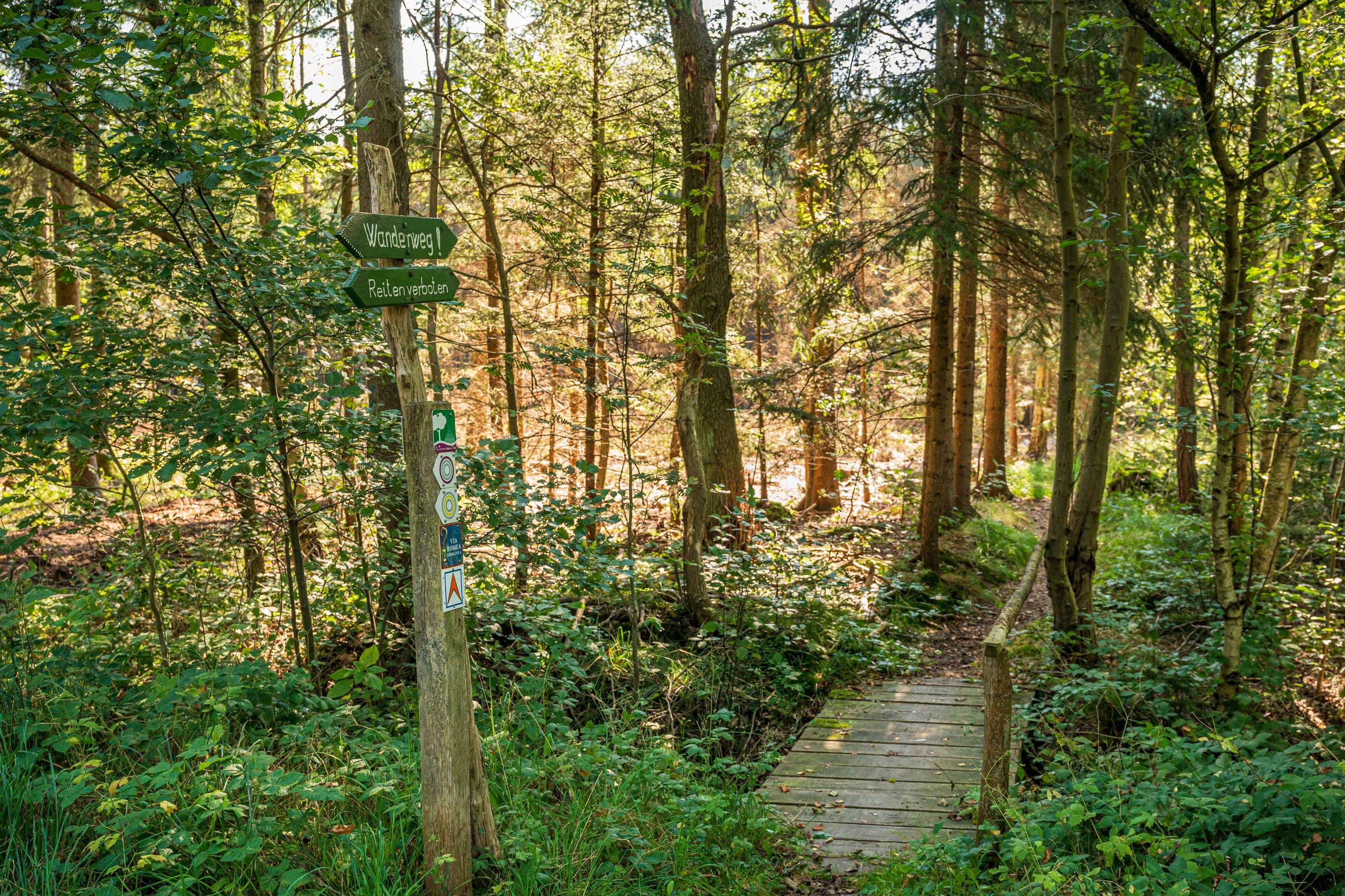 Schmale Holzbrücke und Urwaldcharakter