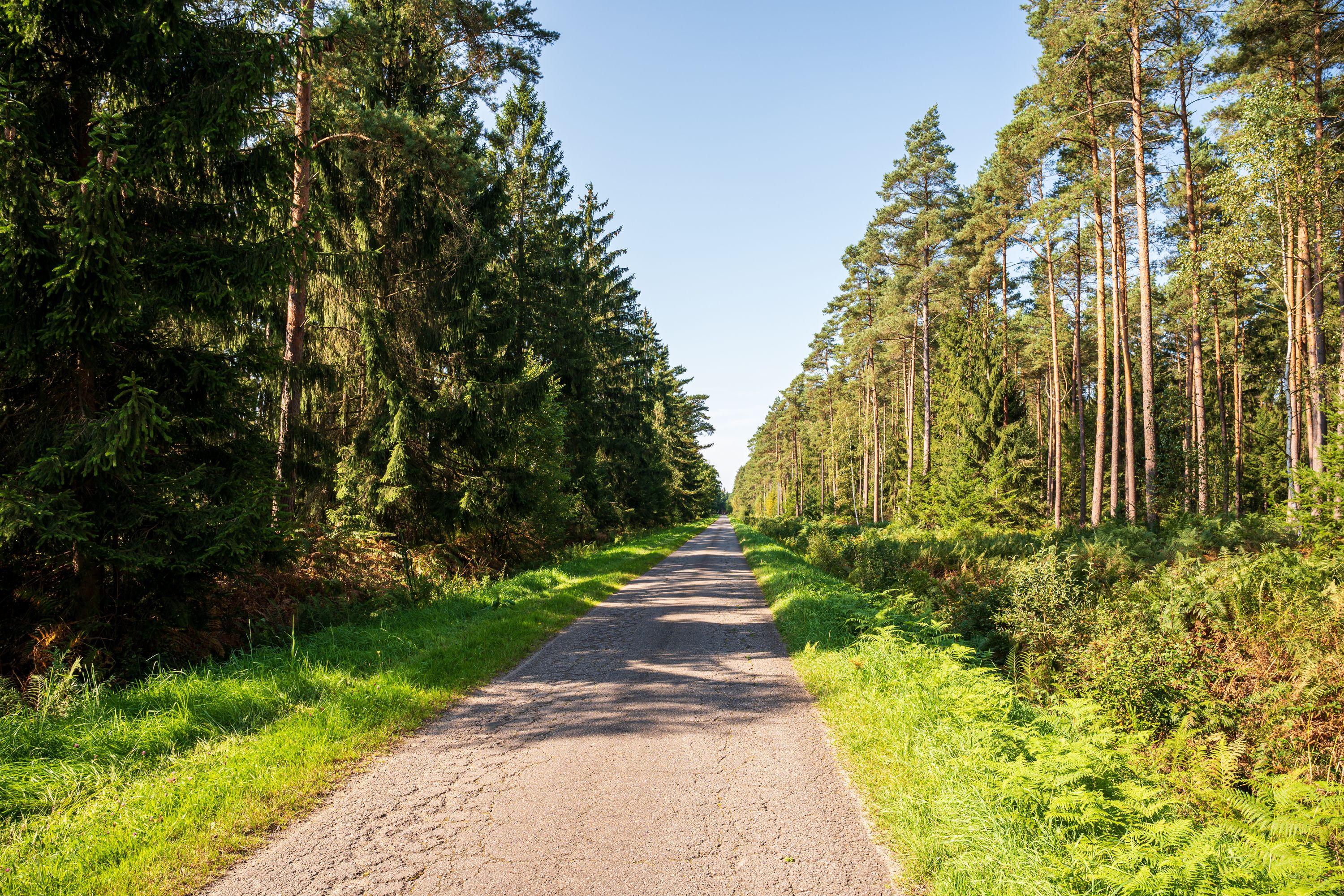 Der Weg führt durch dichte Waldgebiete bei Eversen