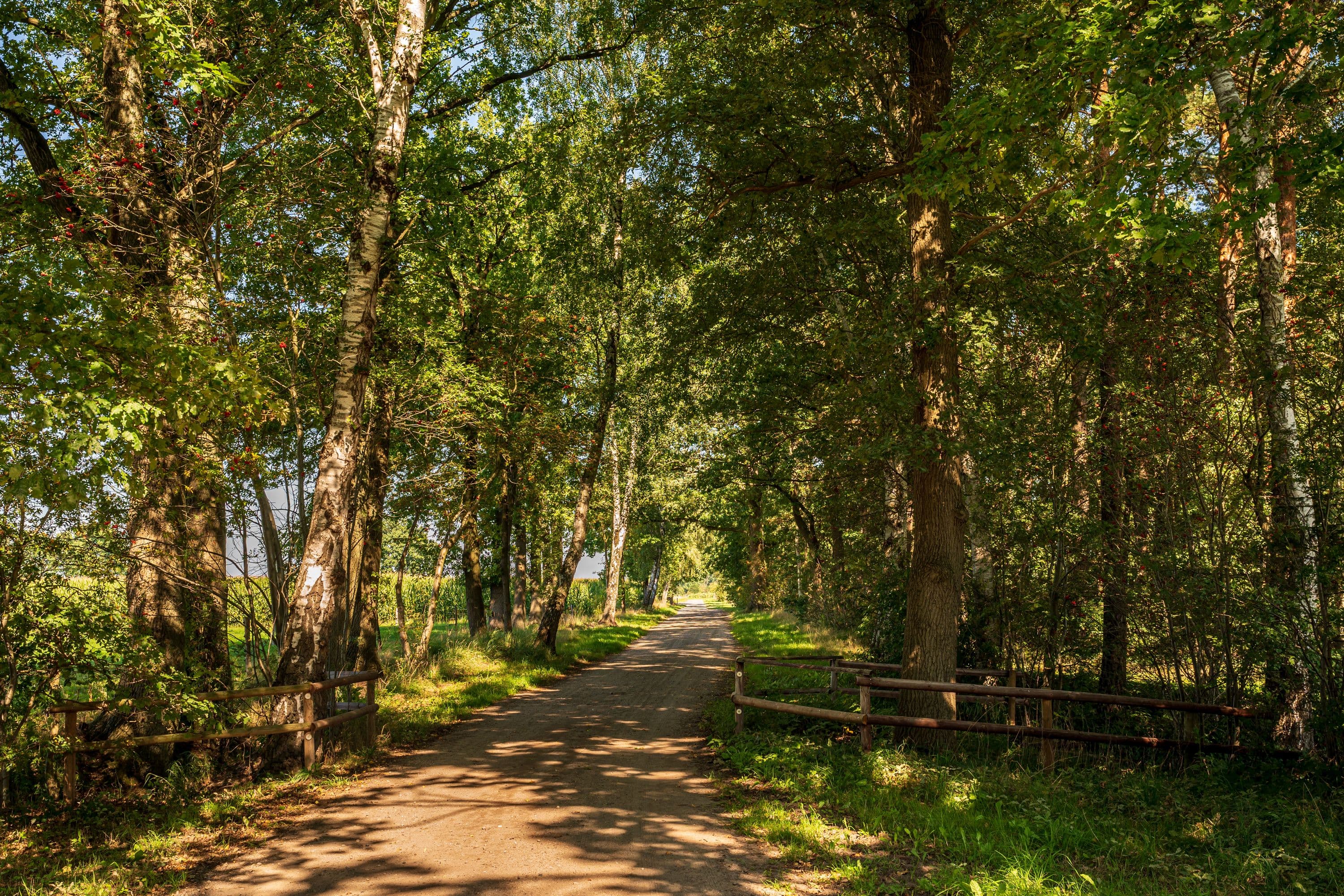 Wandern durch leuchtend grüne Waldlandschaften