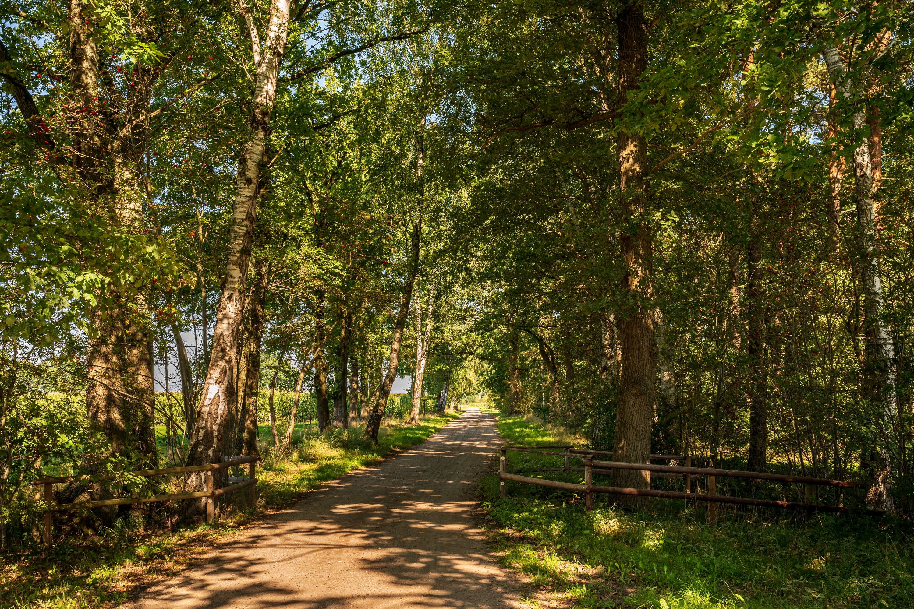 Der Weg führt durch lichte Wälder