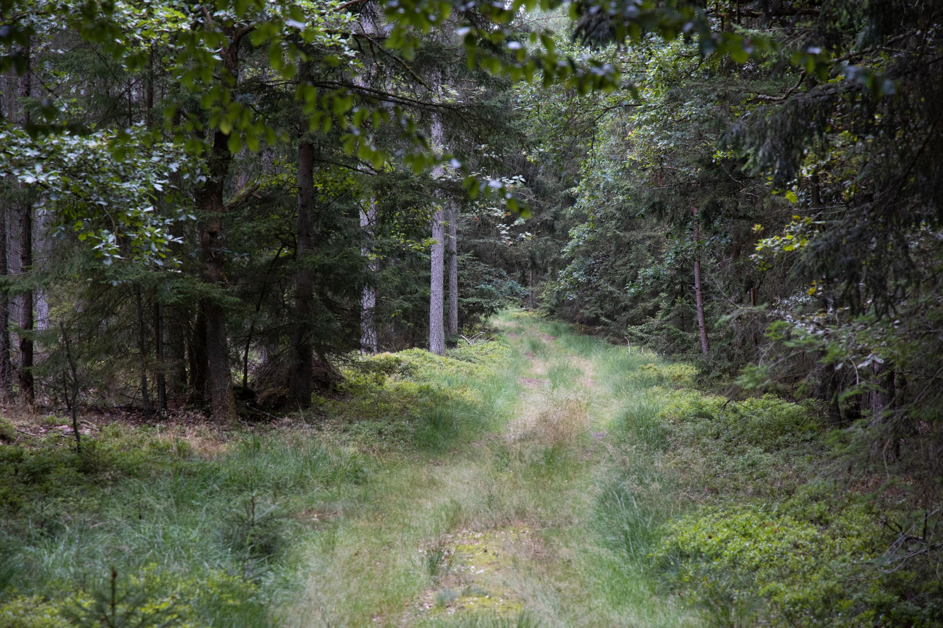 Fahrt durch dichte Waldgebiete