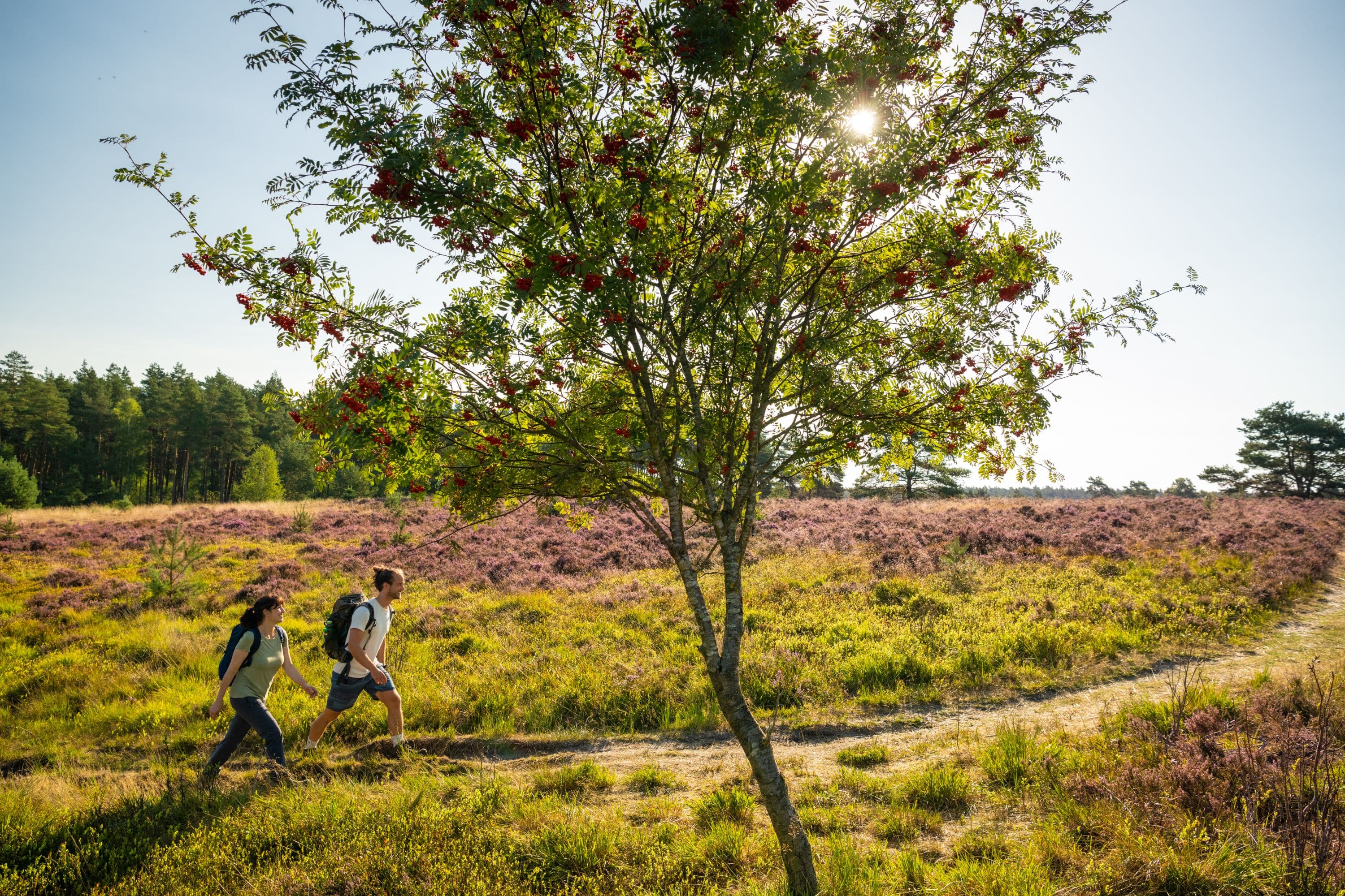 Töps Heide Hanstedt Wandern