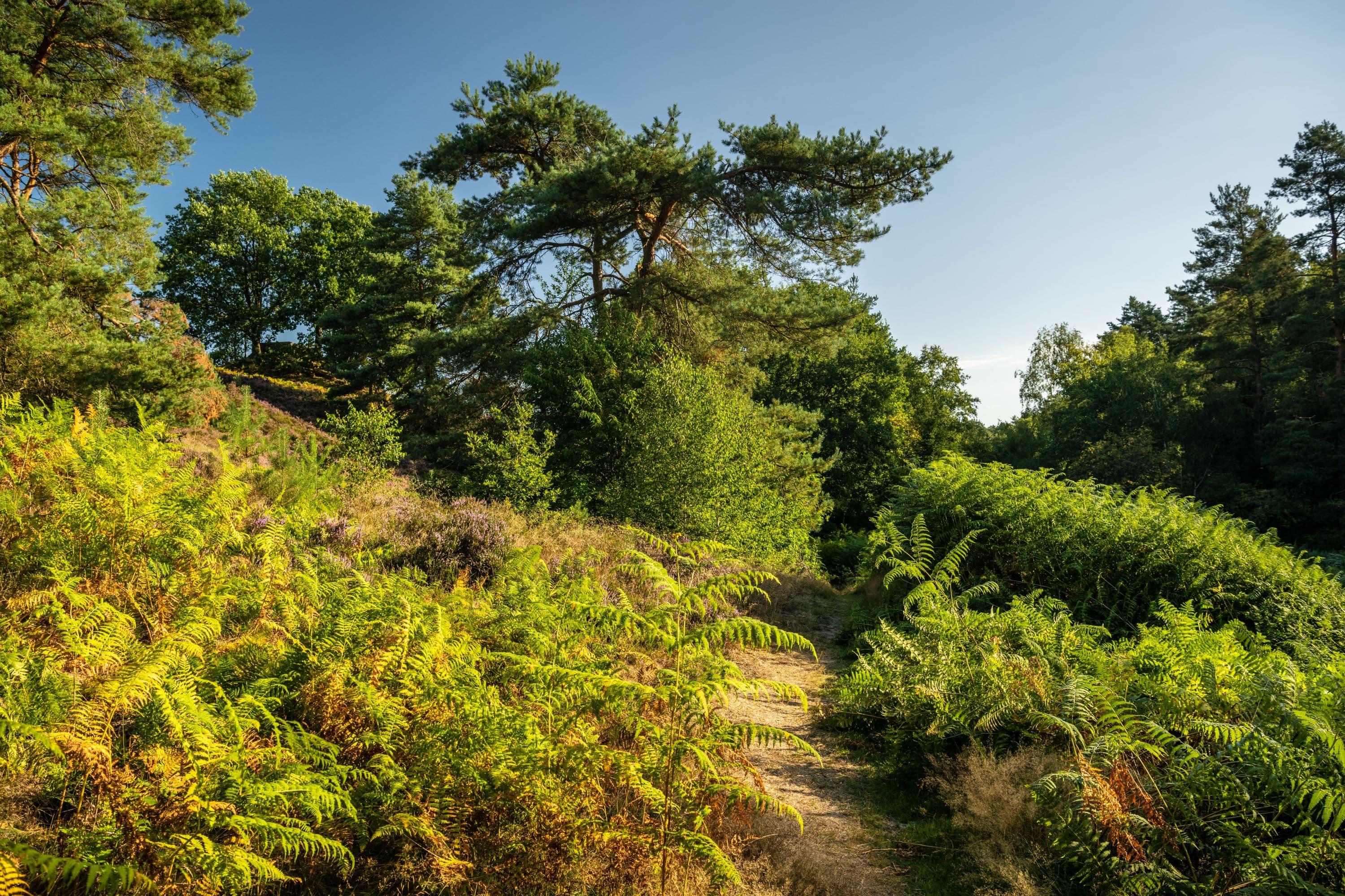 Töps Heide Hanstedt