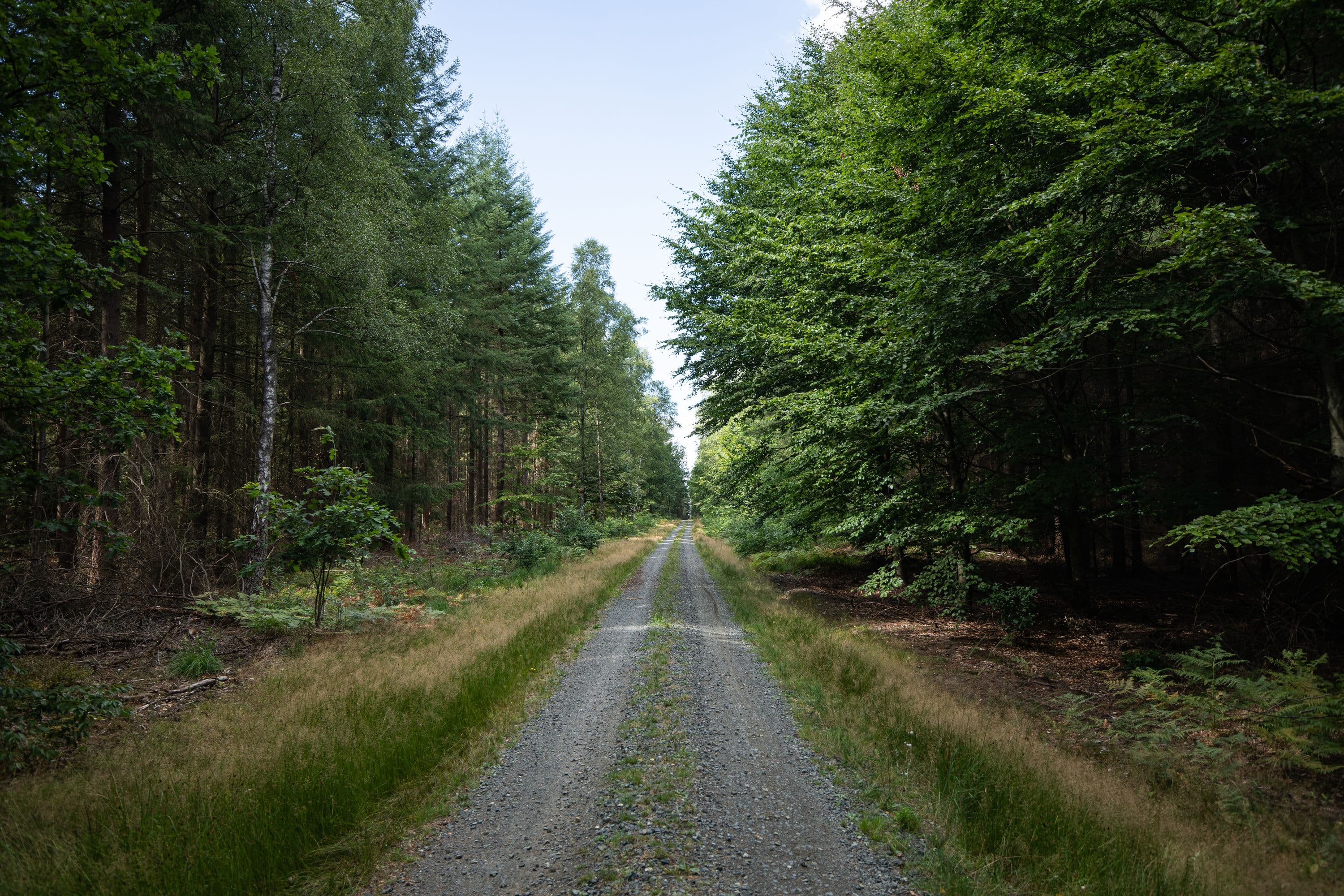 Wandern durch abwechslungsreiche Wälder der Lüneburger Heide