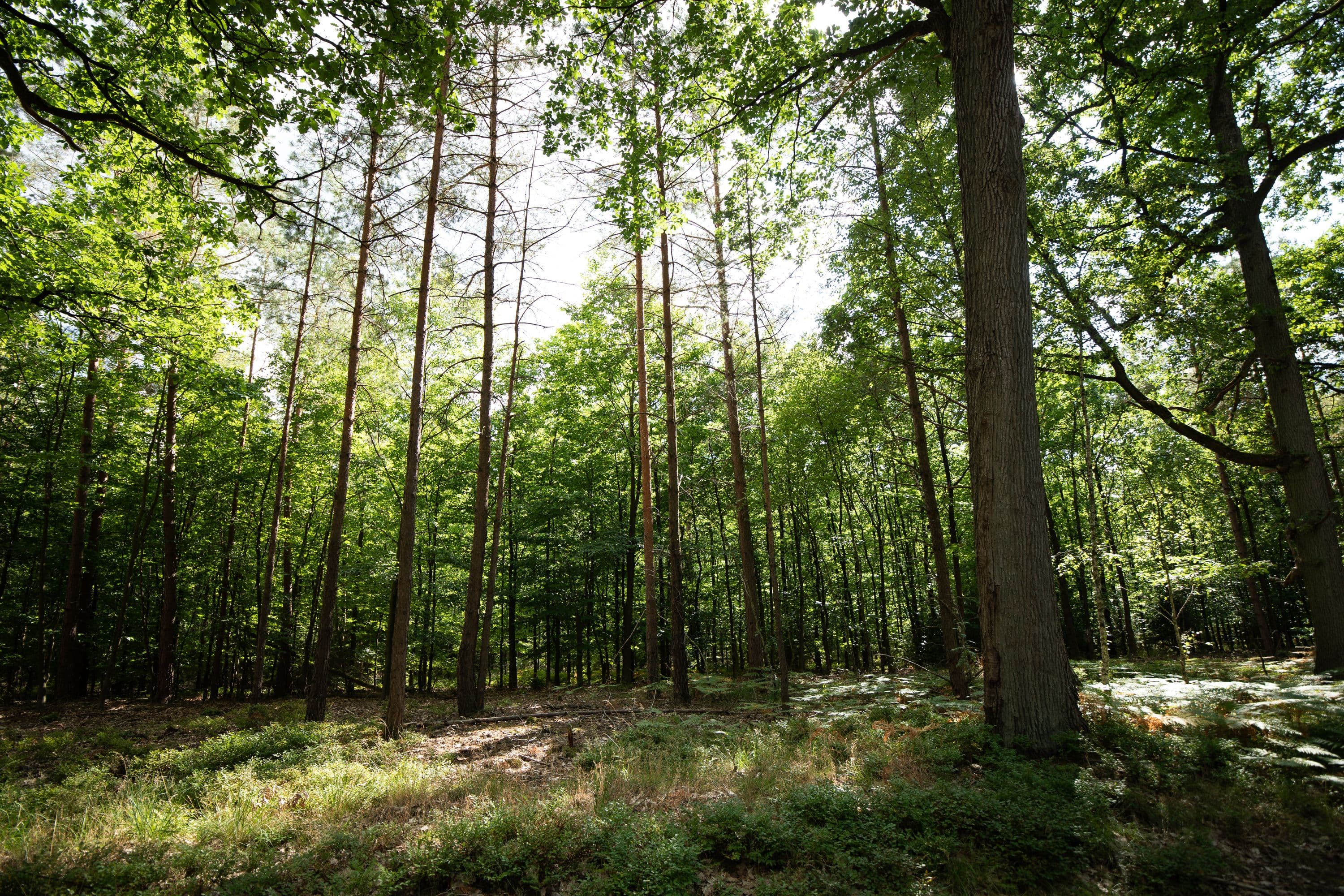 Wandern durch dichte grüne Wälder