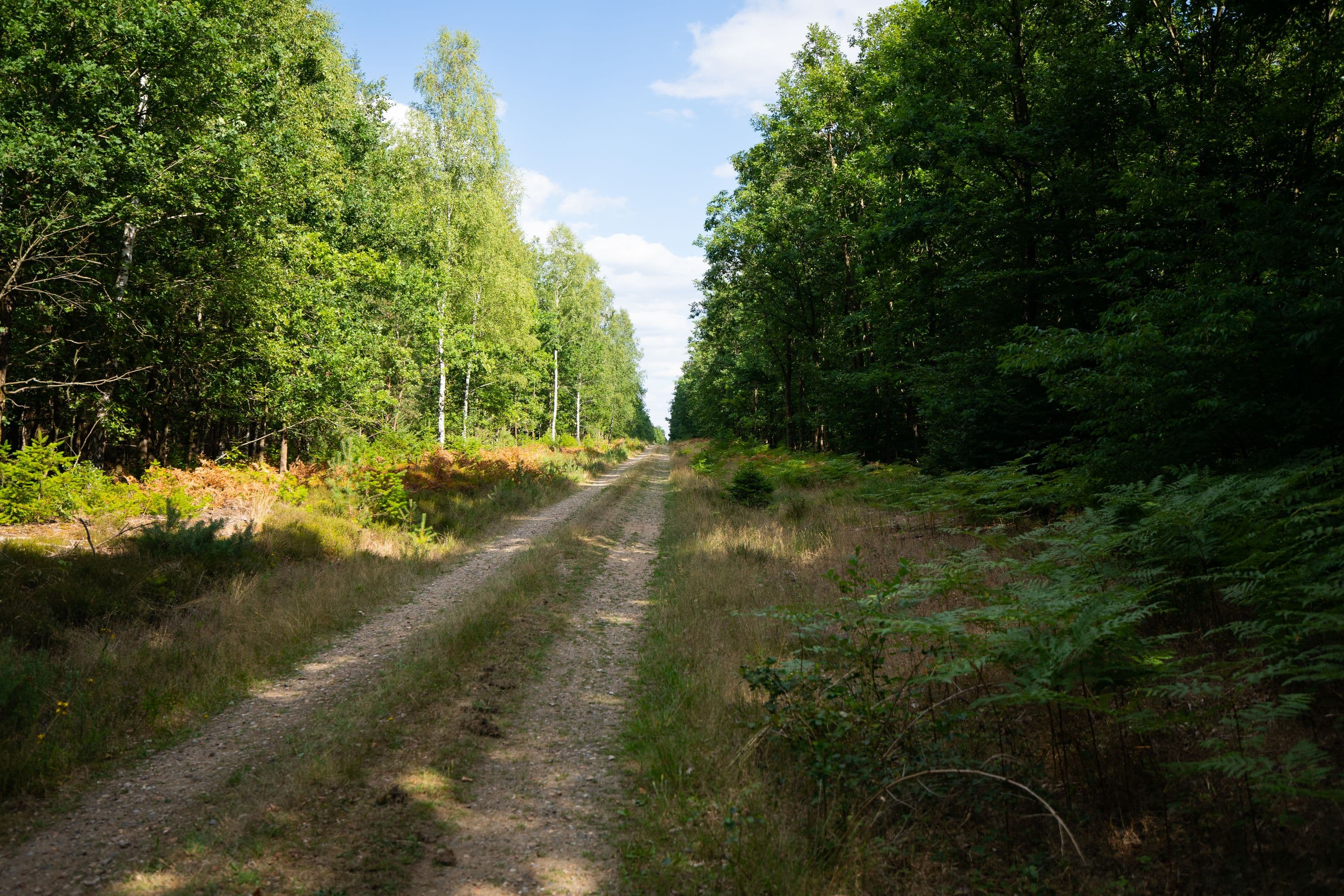 Urige Wege durch den Wald