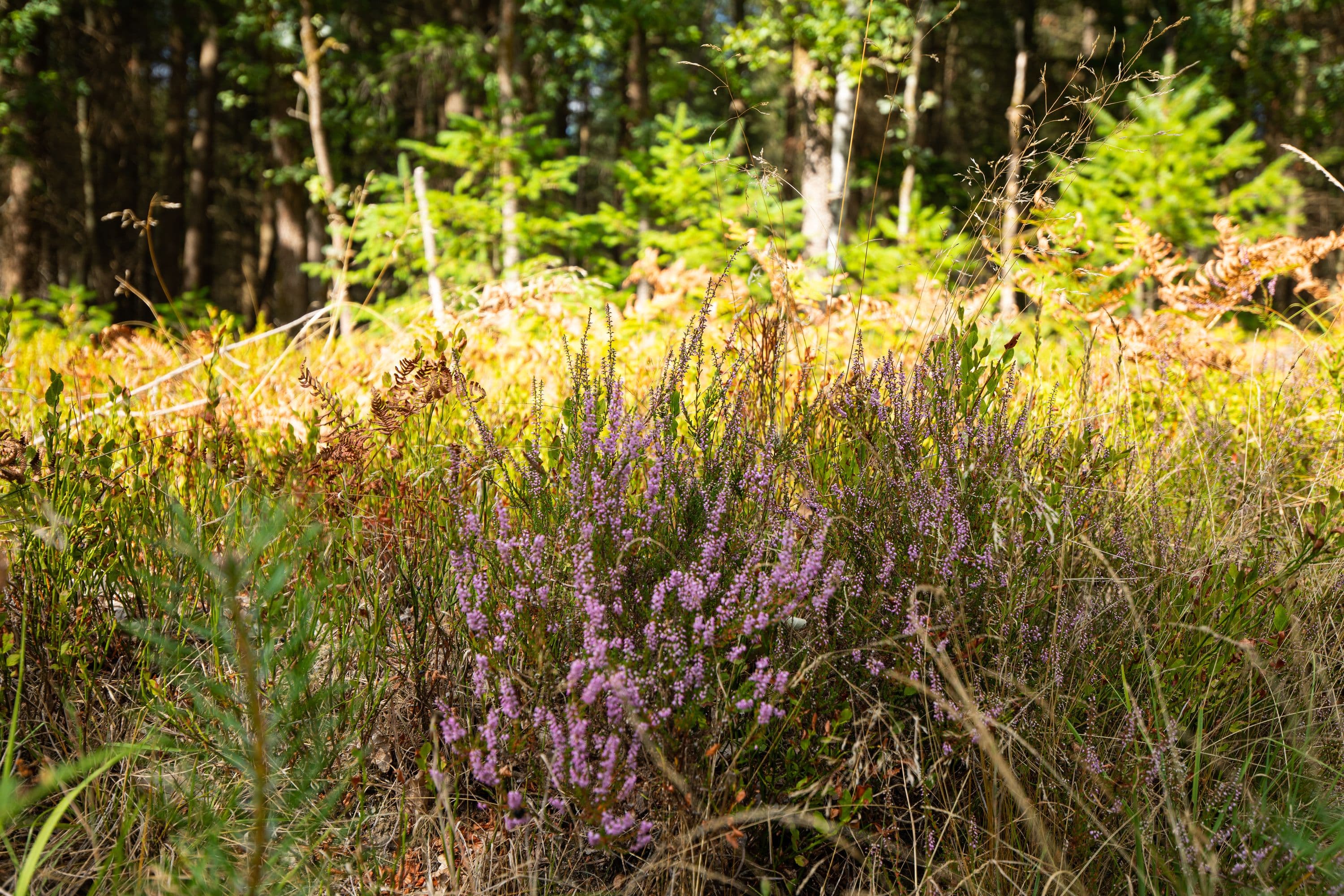 Kleine Heidepflanzen am Wegesrand