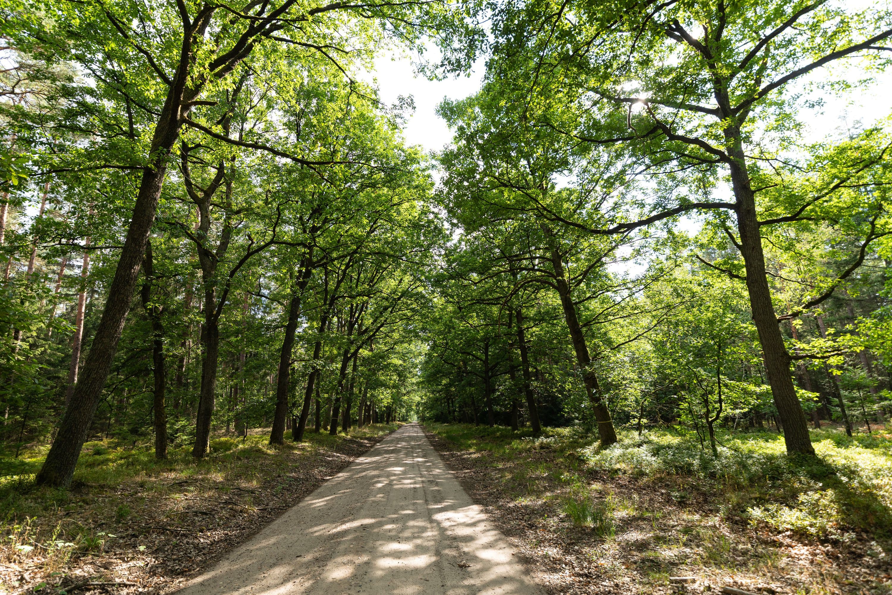 Der Wanderweg führt durch eine Baumallee