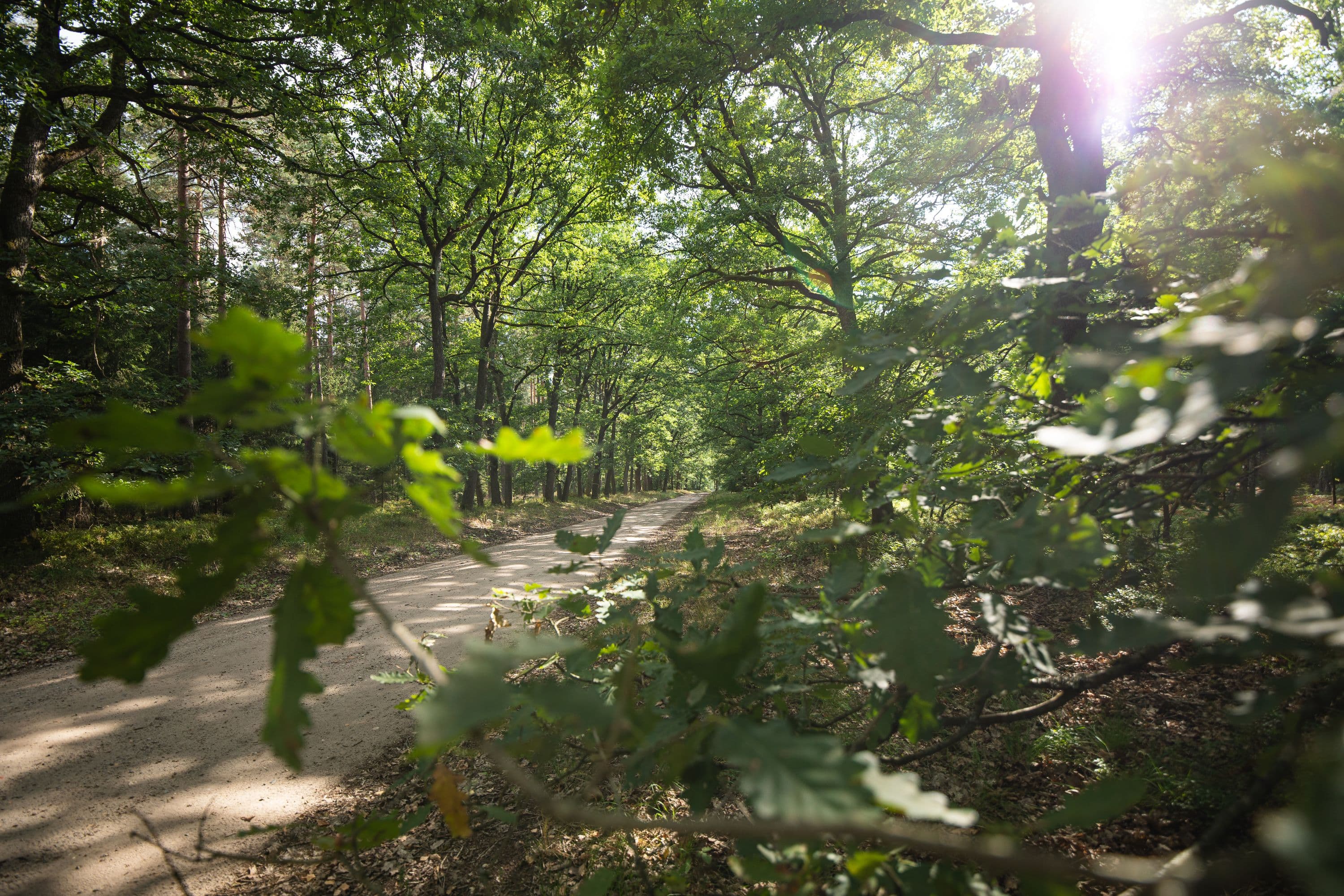 Wandern in der Südheide durch den Wald