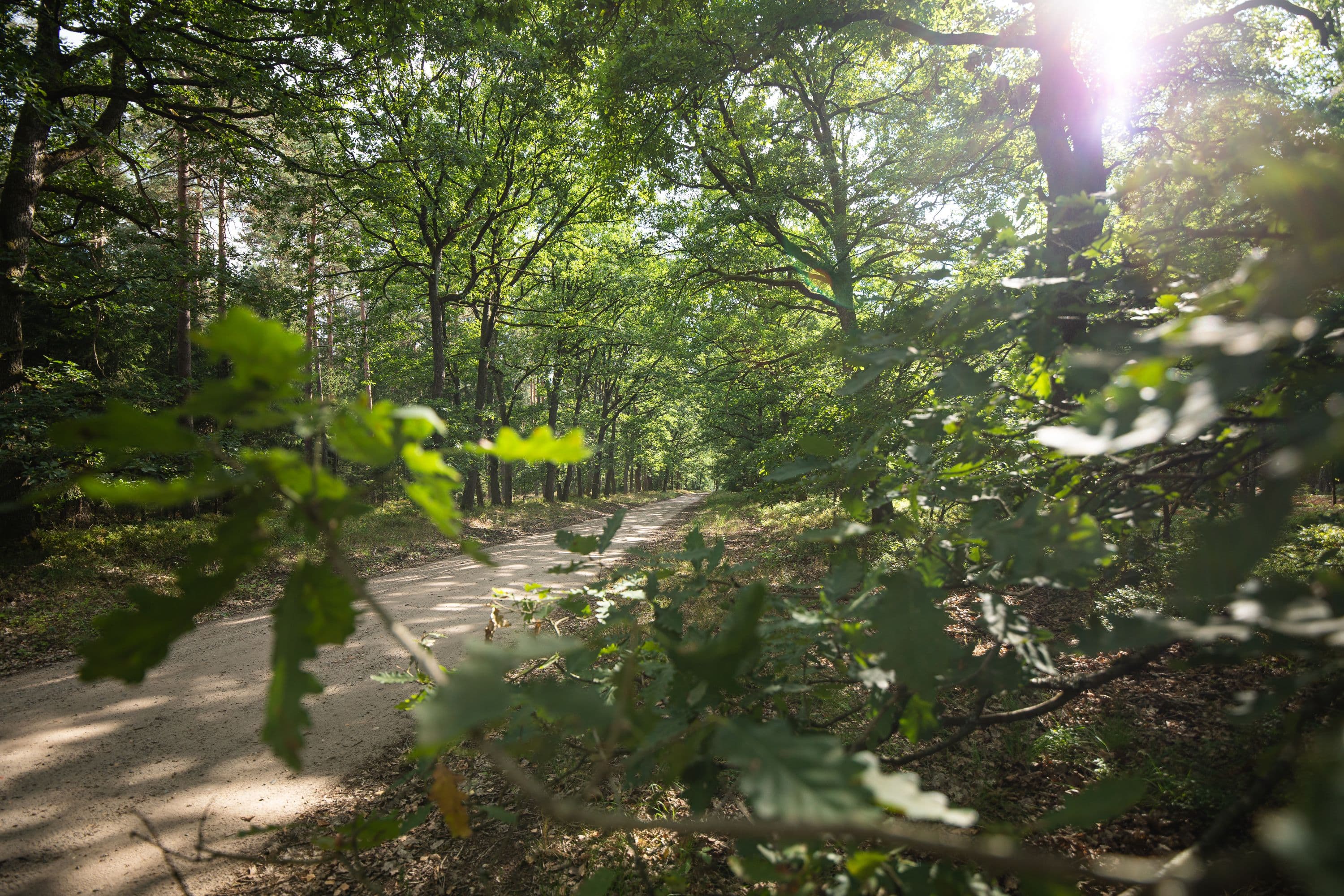 Lichtstrahlen fallen durch die Blätter