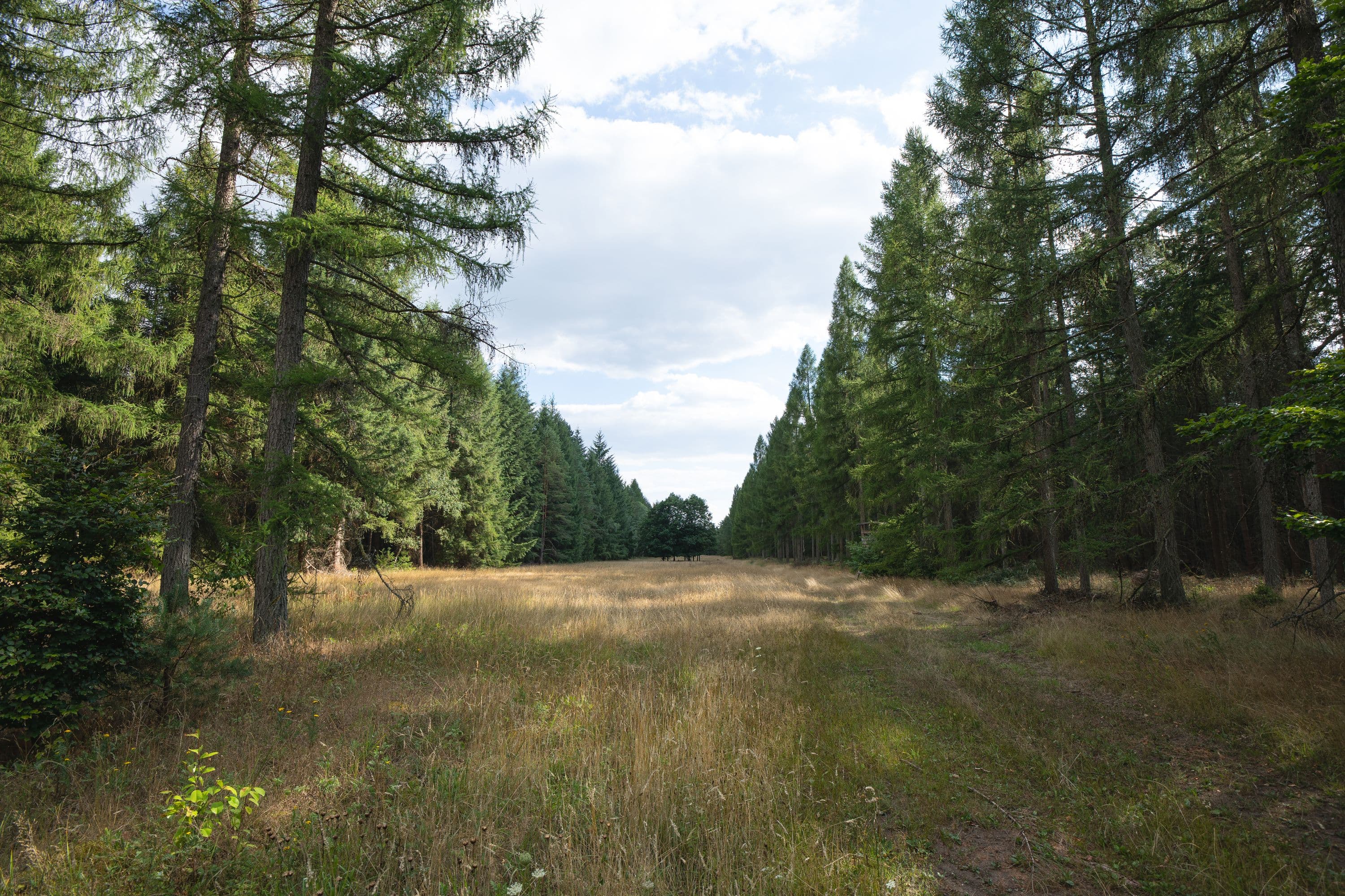 Eine Lichtung am Wanderweg