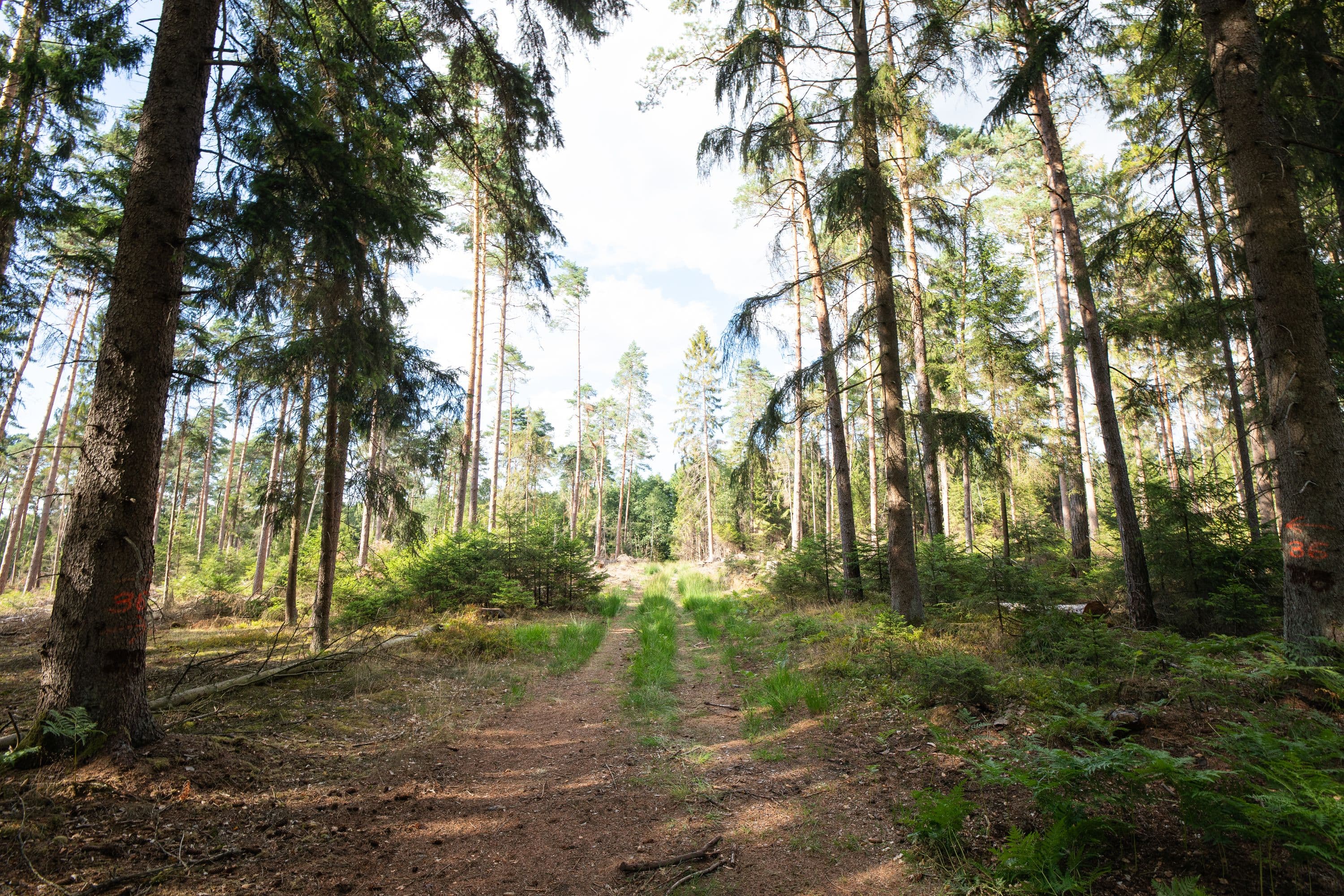 Wanderweg durch dichten Wald