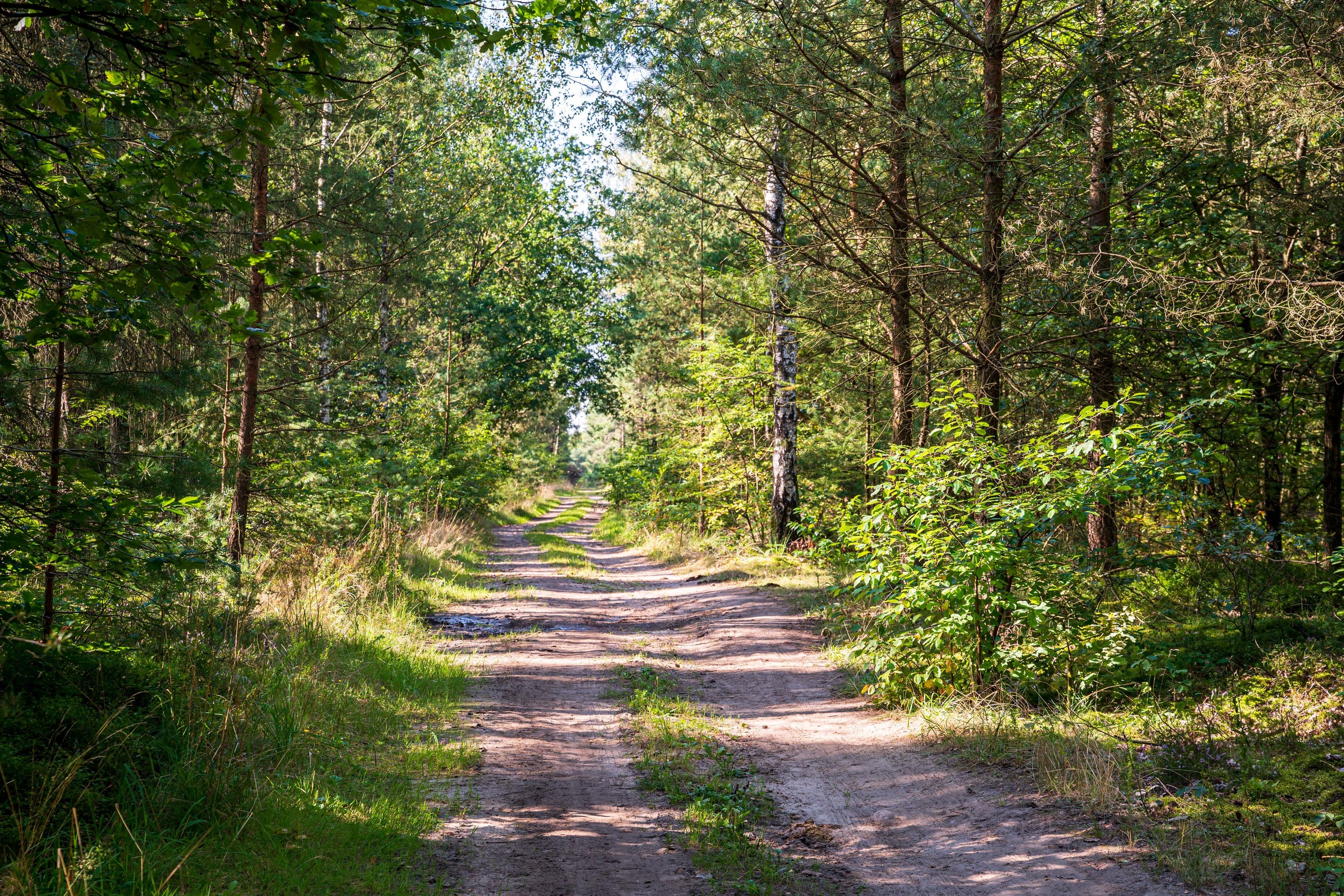 Dichter Wald bei Wildeck