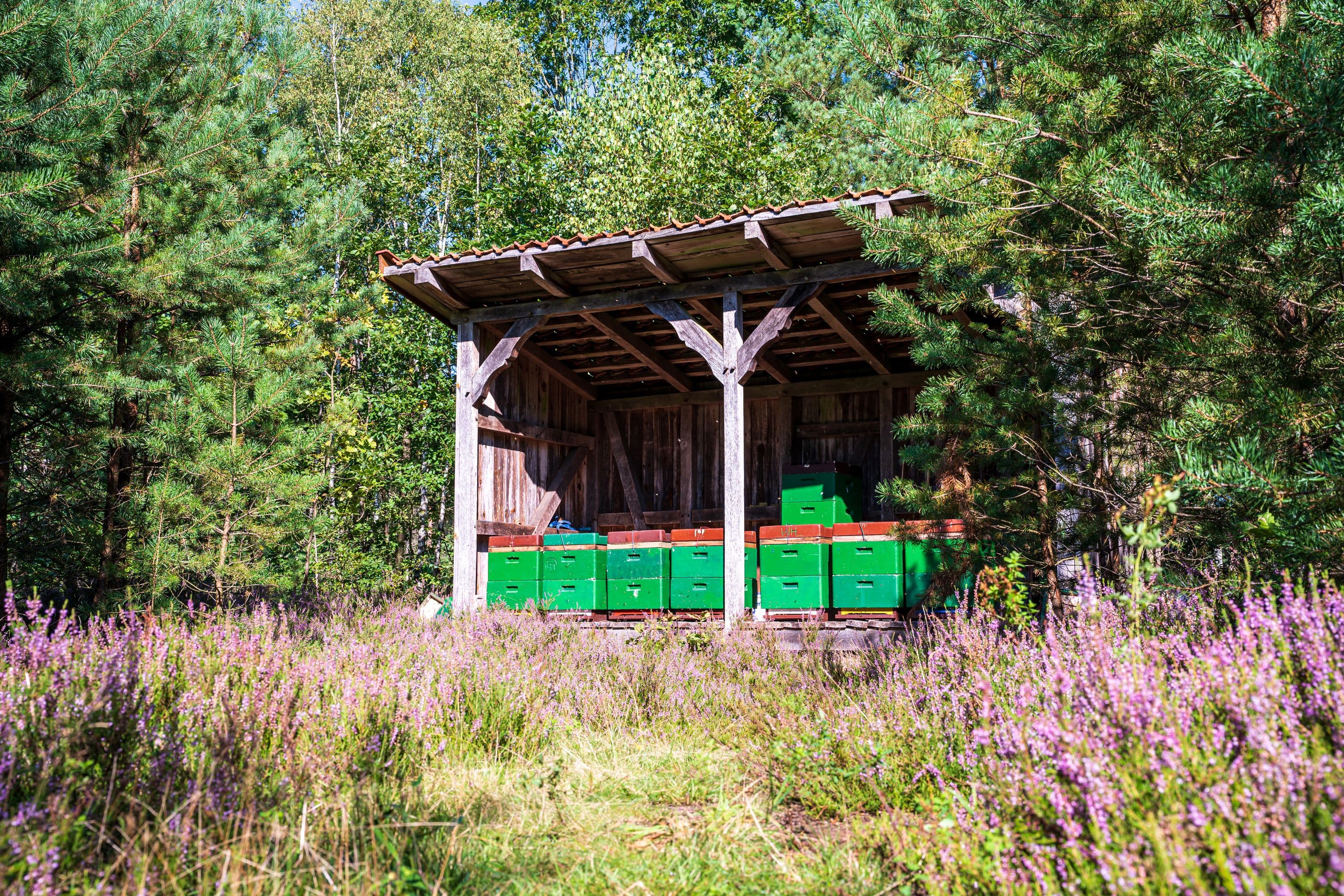 Wandern entlang kleiner Heideflächen und Bienenzäune